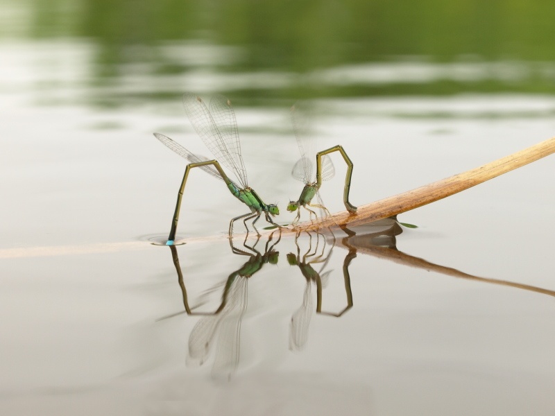 <b>アオモン＆アジアイトトンボ♀（c）Hiroshi Tanaka</b>