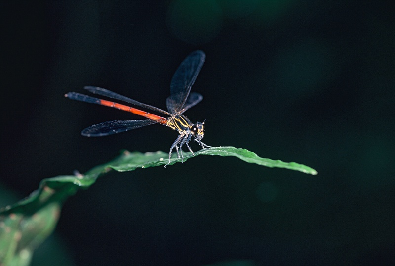 <b>コナカハグロトンボ♂（c）Hiroshi Tanaka</b>