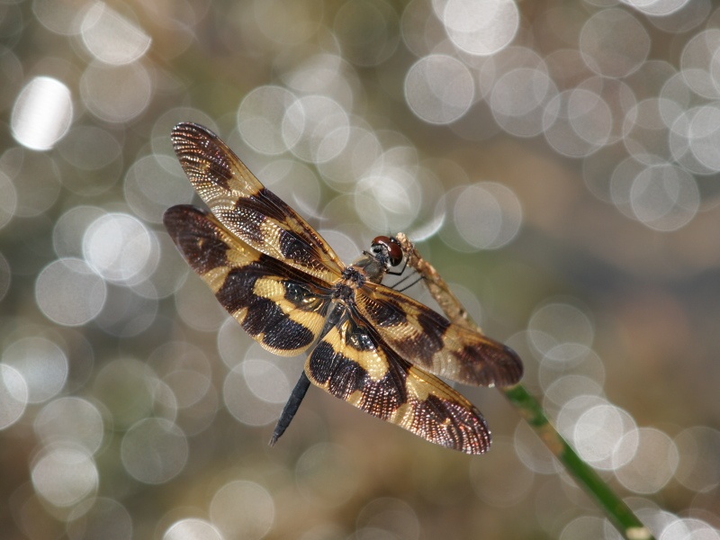 <b>オキナワチョウトンボ♂（c）Hiroshi Tanaka</b>