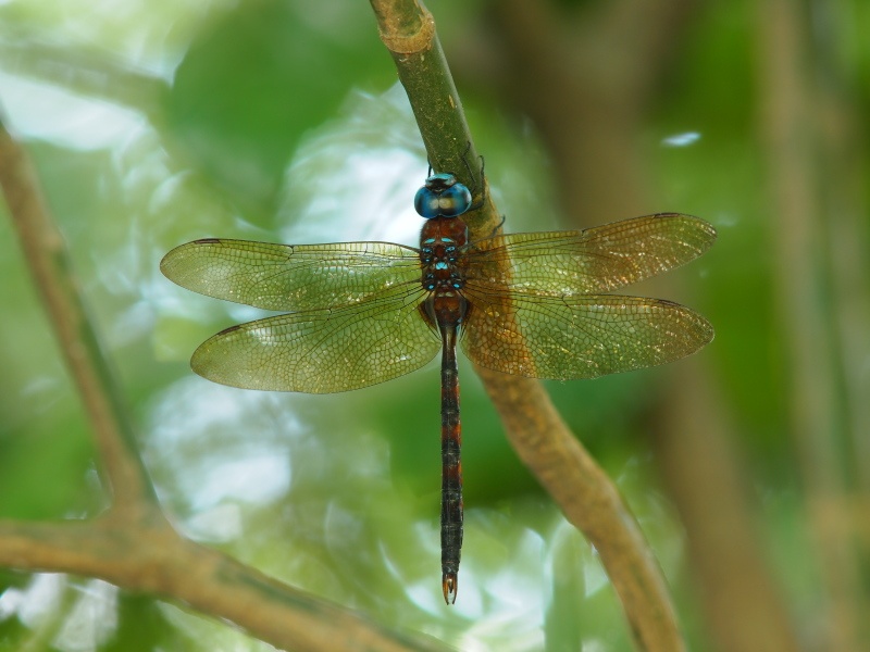 <b>マルタンヤンマ♂（c）Hiroshi Tanaka</b>