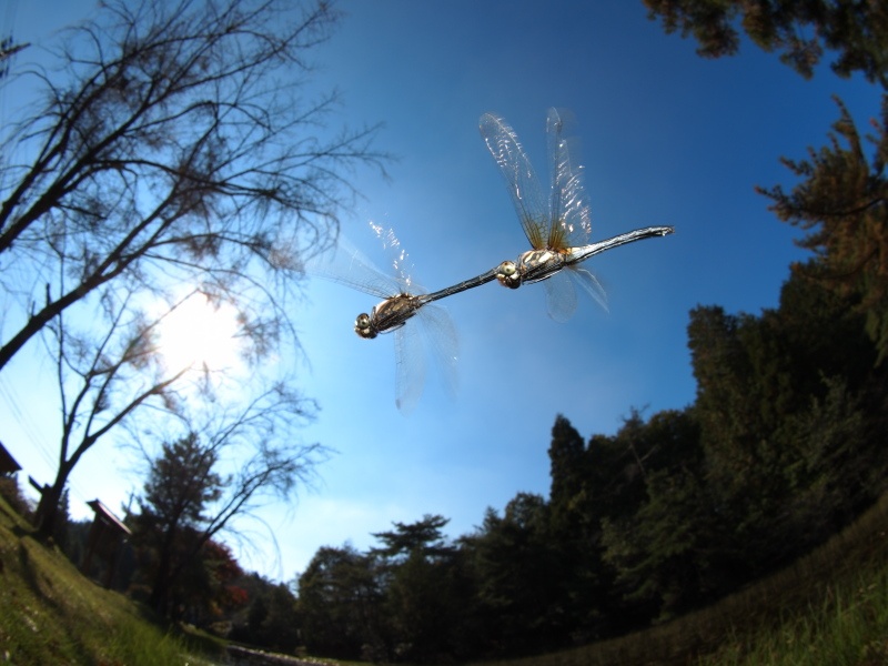 <b>マダラナニワトンボ連結産卵（c）Hiroshi Tanaka</b>