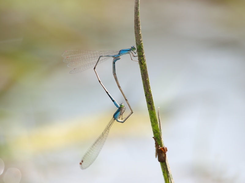 <b>ホソミイトトンボ♂&amp;♀（c）Hiroshi Tanaka</b>