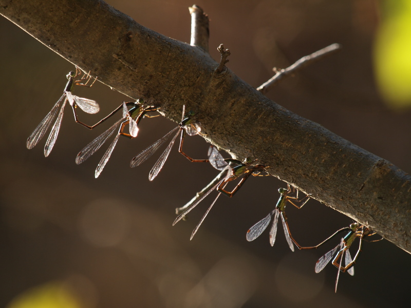 <b>オオアオイトトンボ♂&amp;♀（c）Hiroshi Tanaka</b>
