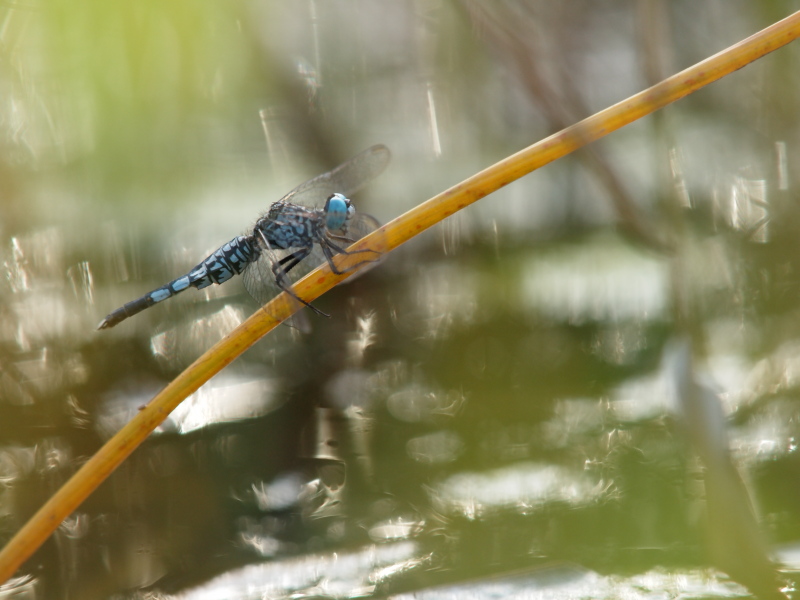 <b>コシブトトンボ♂（c）Hiroshi Tanaka</b>