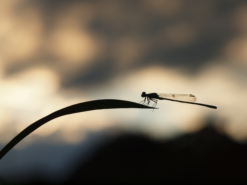 <b>ムスジイトトンボ♂（c）Hiroshi Tanaka</b>