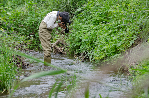 <b>ボクが小川の流れと戦いながら歩いてるうちにも、どんどん奥へと進んだトンボさんは「ここにトンボいますよー!」って、早速撮影開始していた（驚!）</b>