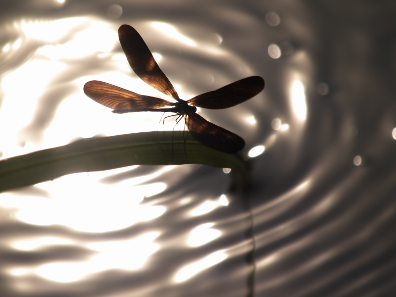 <b>ハグロトンボ♂（c）Hiroshi Tanaka</b>