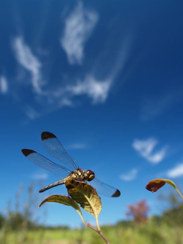 <b>コノシメトンボ♀（c）Hiroshi Tanaka</b>