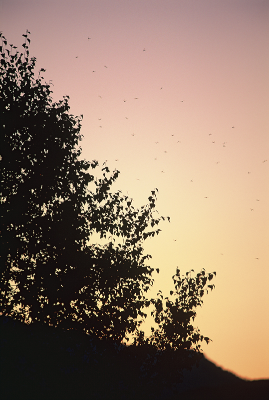 <b>アキアカネ&amp;ノシメトンボ（c）Hiroshi Tanaka</b>