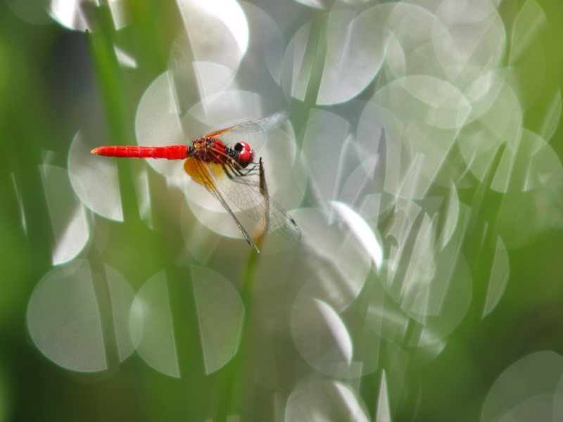 <b>ハッチョウトンボ♂（c）Hiroshi Tanaka</b>