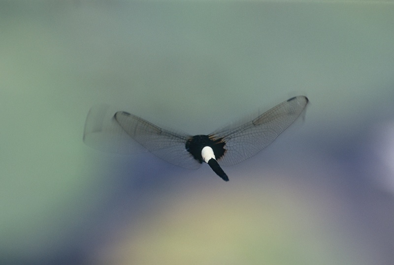 <b>コシアキトンボ（c）Hiroshi Tanaka</b>