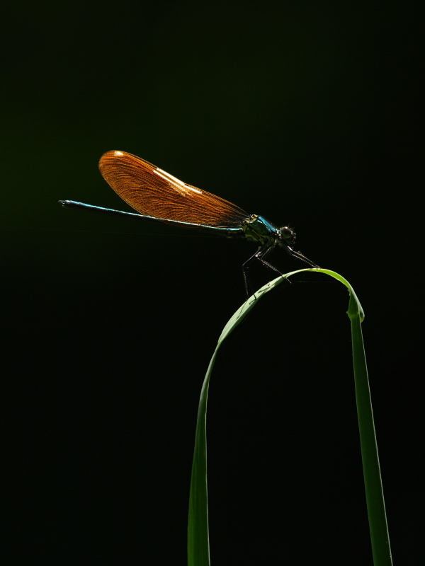 <b>アサヒナカワトンボ♂（c）Hiroshi Tanaka</b>
