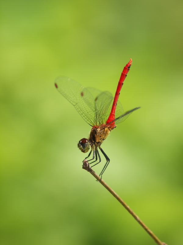 <b>マユタテアカネ♂（c）Hiroshi Tanaka</b>