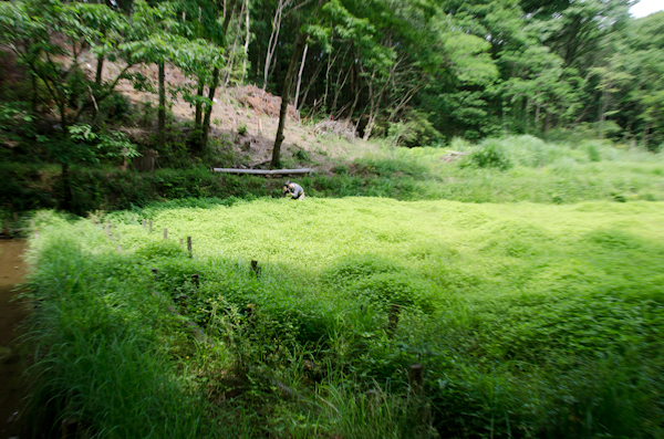 <b>場所は違うが、初夏の自然を満喫しながら歩いていると前回同様に「青い山」を思い出した</b>