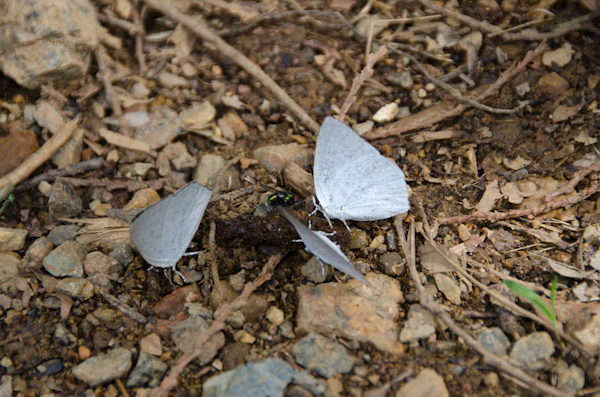 <b>白い蝶が数匹、何かに集っていた。ちなみに虫業界ではトンボやチョウは「匹」じゃなく「頭」と数えるらしい</b>