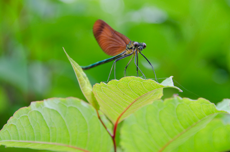 <b><i>「ミヤマカワトンボを正面からアップで狙っていますが、 目にしっかりピントが合っています。 背景のグリーンが美しく、トンボを引き立てています。 よくここまで寄ることができたなぁ…と思っていたら、 この日は天気が悪く、トンボの動きが緩慢でした。 ラッキーでしたね!」</i></b><i></i>