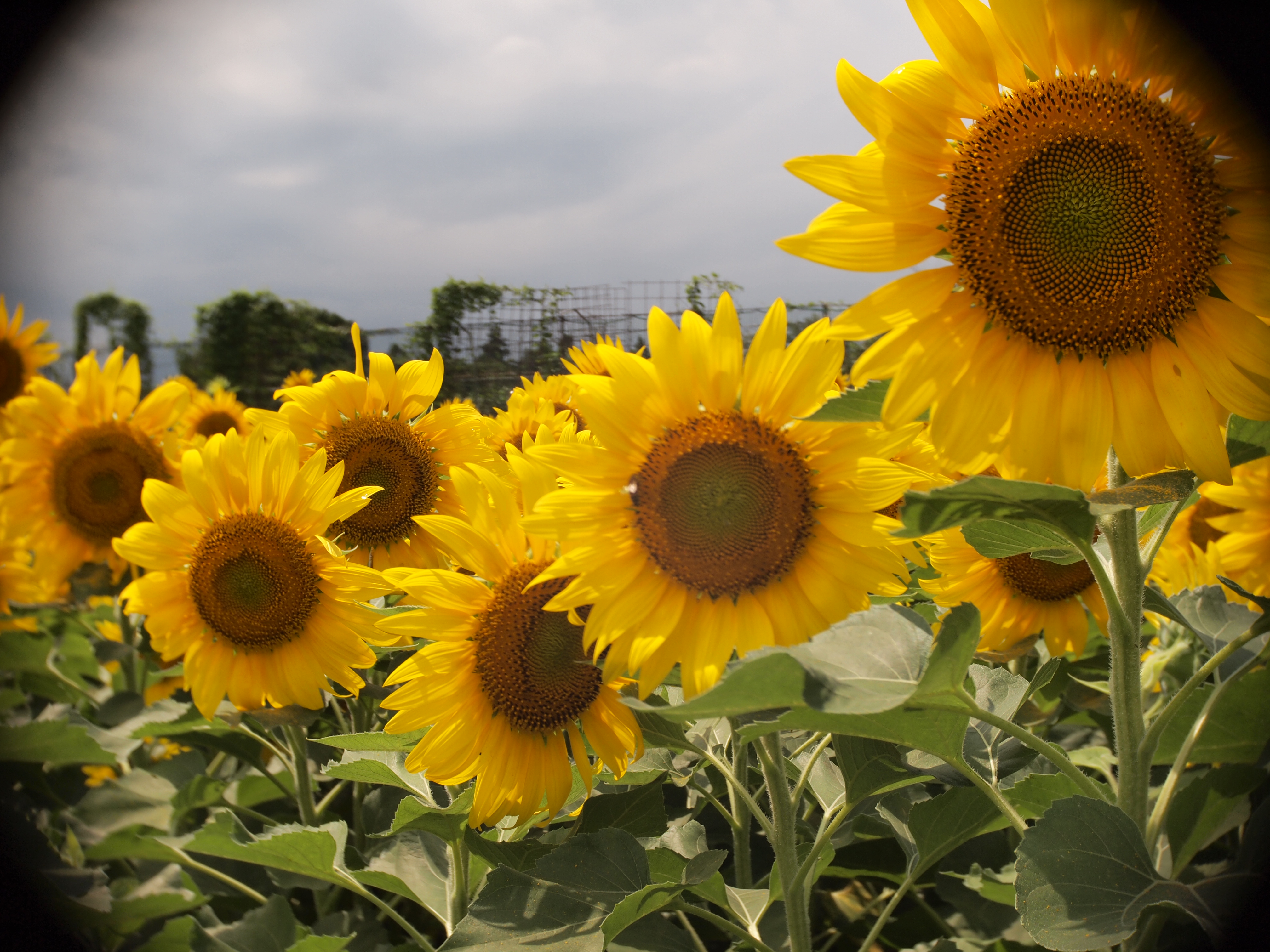 <b>フォーカスを無限遠にすると意外にも（失礼!)はっきりと描写します。なんだかヒマワリに逆に覗き穴から覗かれているみたいで怖い……。E-PL1 / TOY lens 26mm F8 / 約5.3MB / 4,032×3,024 / 1/640秒 / F1.4 / 0EV / ISO100/ 絞り優先AE / WB：オート / 26mm</b>