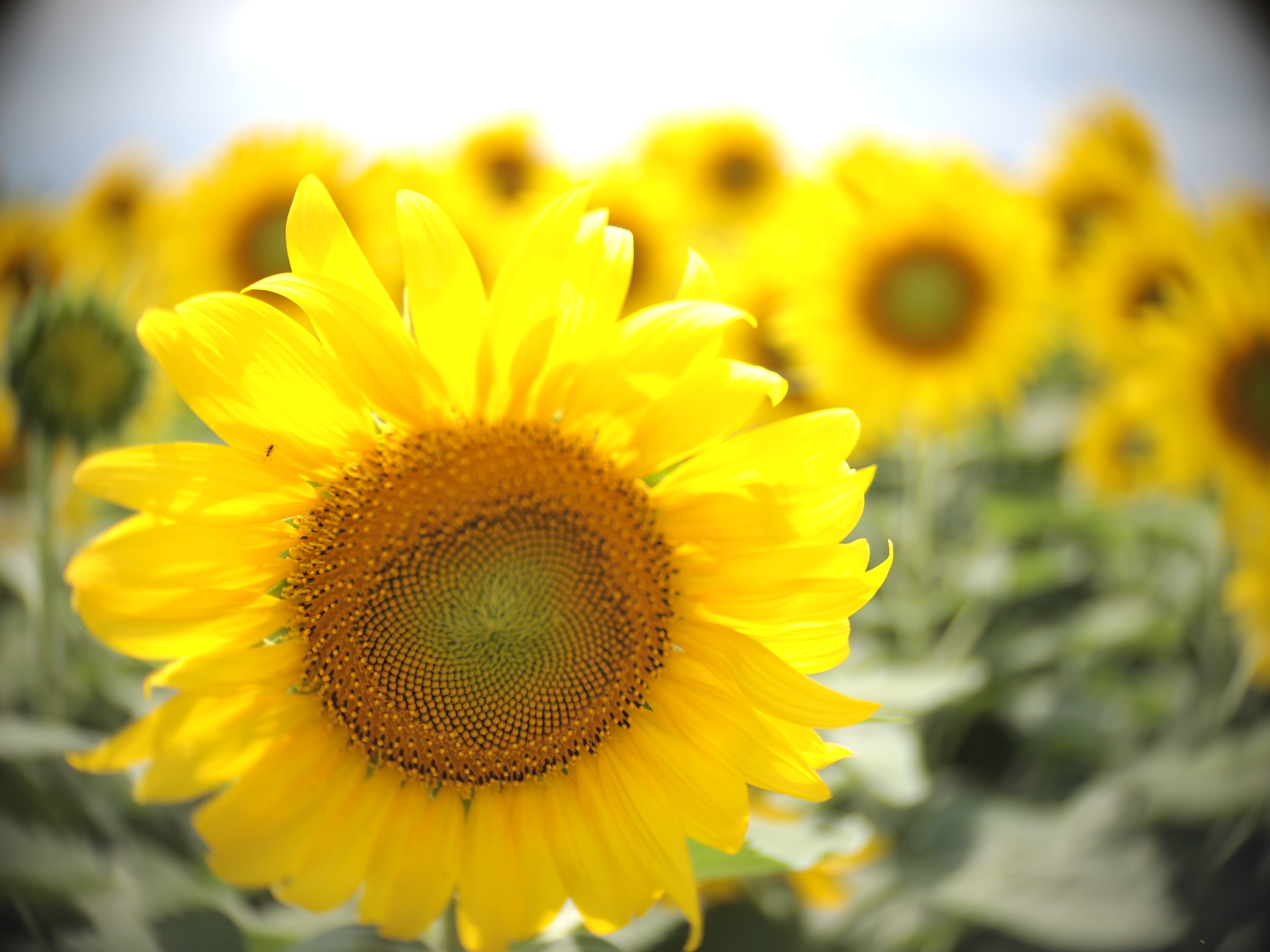 <b>ヒマワリの花びらに付いた小さな虫もしっかり描写しています。E-PL1 / TOY lens 26mm F1.4 / 約4.6MB / 4,032×3,024 / 1/2,000秒 / F1.4 / 0EV / ISO100/ 絞り優先AE / WB：オート / 26mm</b>