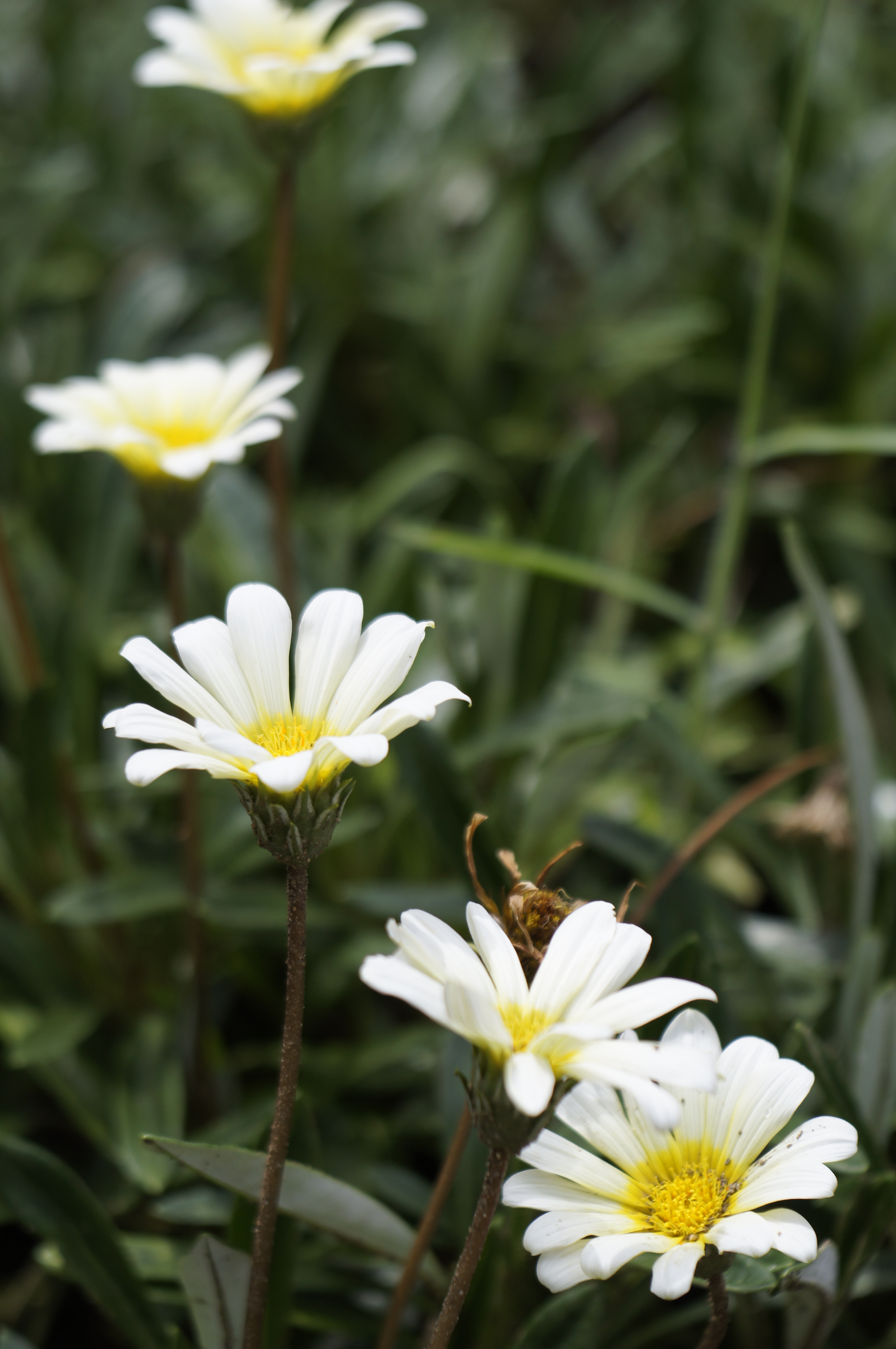 <b>NEX-C3 / Tessar 50mm F2.8 / 4,912×3,264 / 1/1,250秒 / f4 / 0EV / ISO200 / WB:オート / 50mm</b>