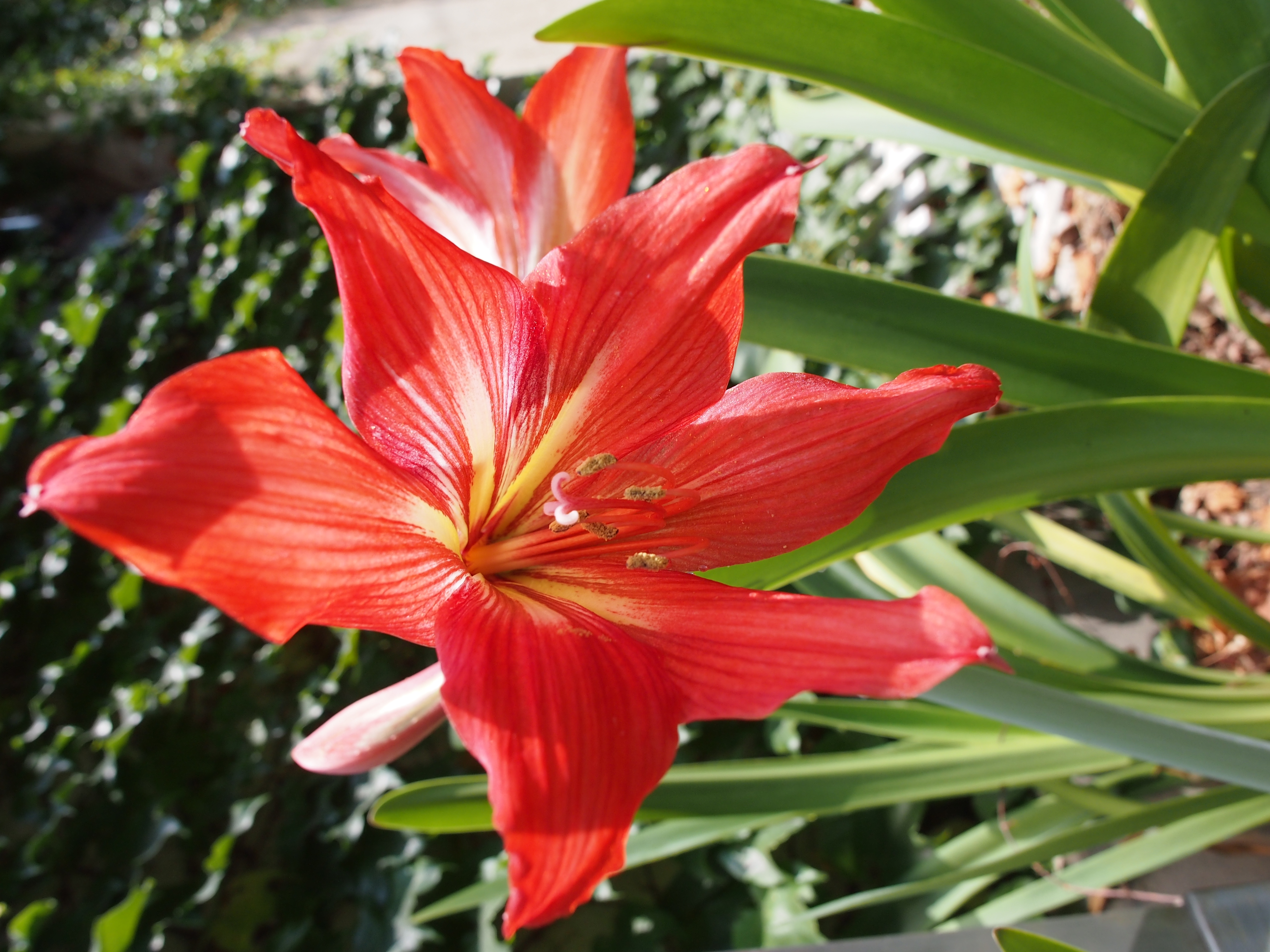 <b>E-P3 / M.ZUIKO DIGITAL ED 12mm F2 / 約5.2MB / 3024x4032 / 1/320秒 / F5.6 / +0.3EV / ISO200 / WB:オート / 12mm</b>