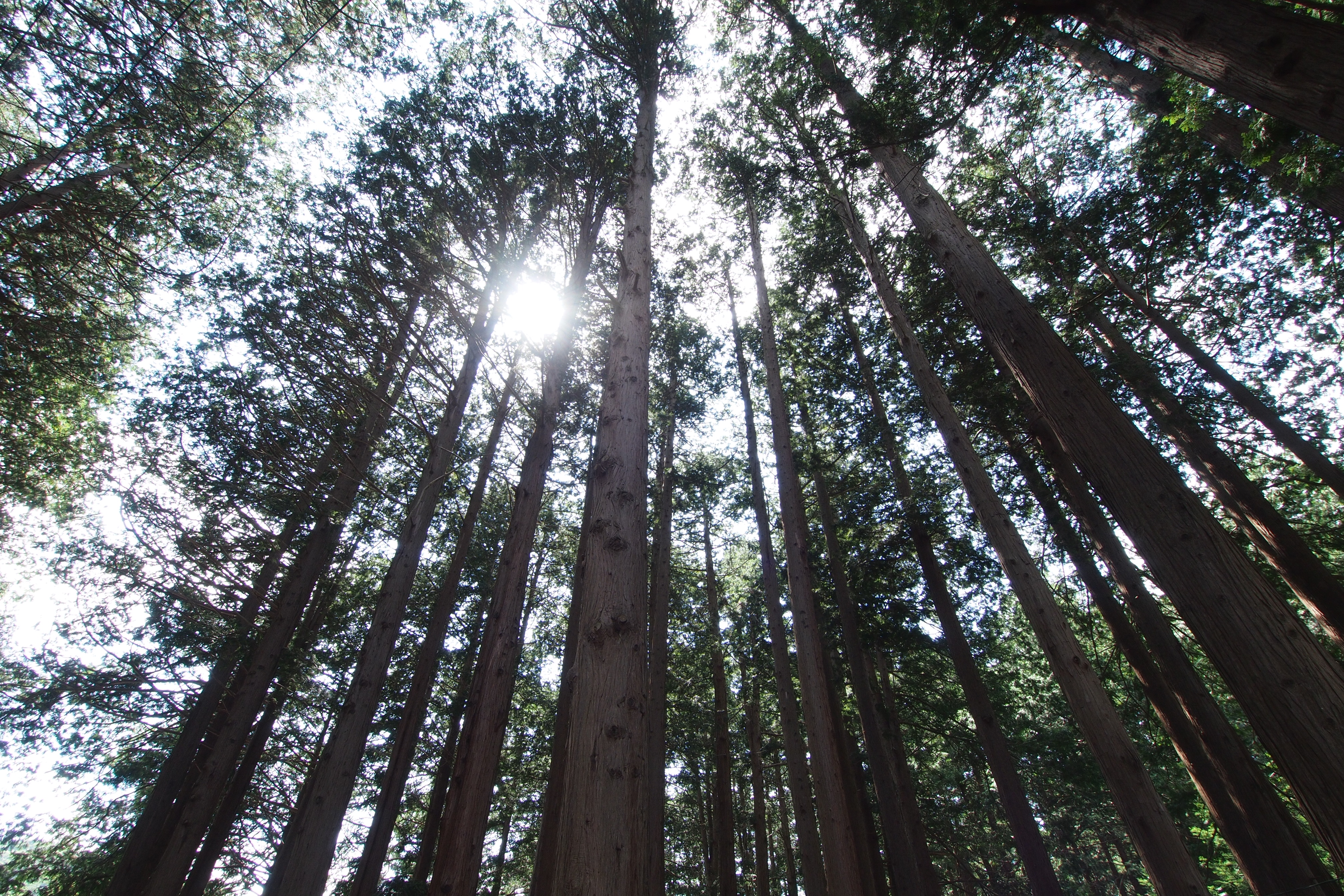 <b>前に長期レポートをやったE-510でも似たような傾向で（当時は「ノイズフィルタ」だった）、やはりオフのほうが解像感がよかった。E-P3 / M.ZUIKO DIGITAL ED 9-18mm F4-5.6 / 4,032×2,688 / 絞り優先AE / 1/30秒 / F8 / 0.7EV / ISO200 / WB:太陽光 / 9mm</b>