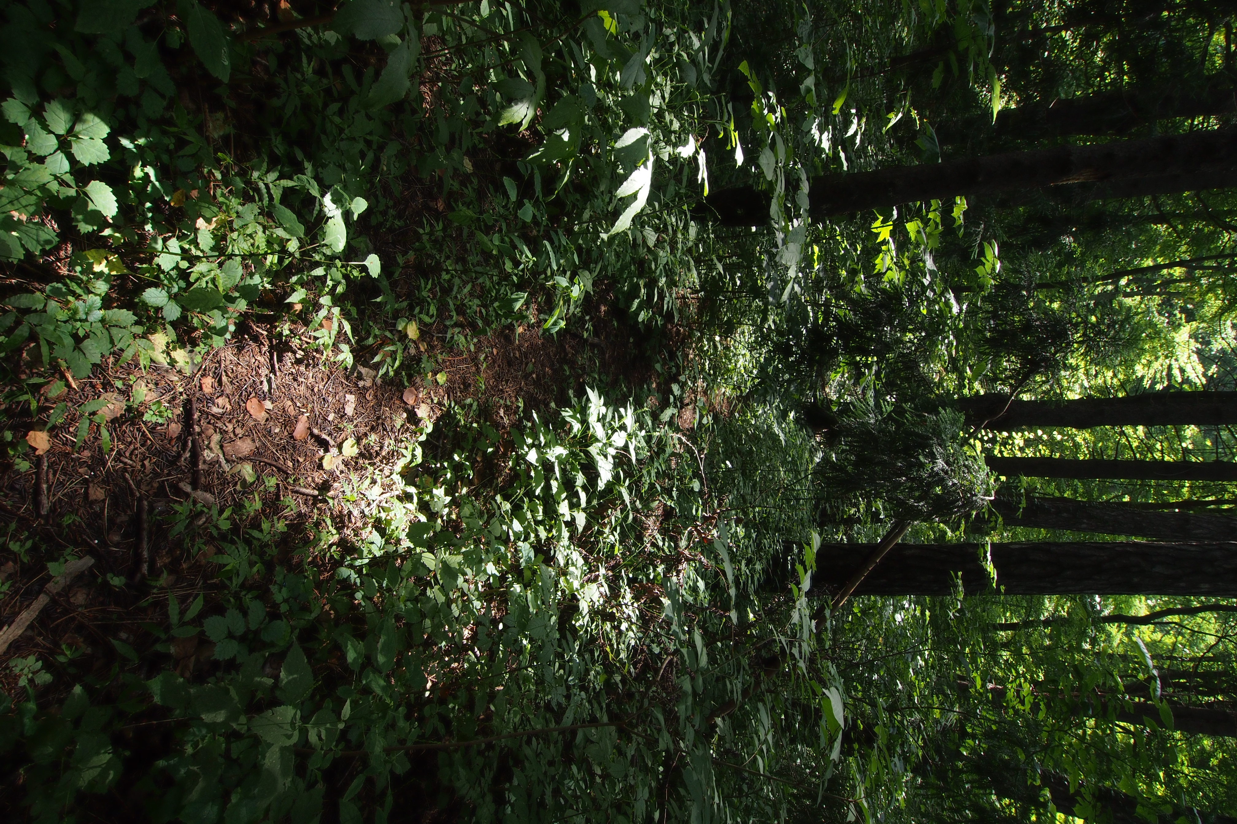 <b>鬱蒼としてますが、地下鉄の駅から徒歩10分圏内です。E-P3 / M.ZUIKO DIGITAL ED 9-18mm F4-5.6 / 4,032×2,688 / 絞り優先AE / 1/40秒 / F8 / -0.7EV / ISO200 / WB:太陽光 / 9mm</b>