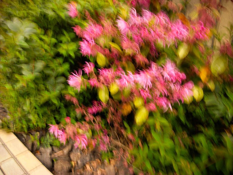 <b>色鮮やかな花を撮影するときれい。細かいラインを出すためには、きちんとピントが合っている必要がある</b>