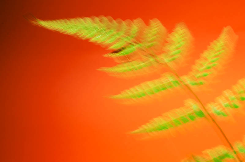 <b>玄関脇に生えていたシダを摘んできて撮影</b>