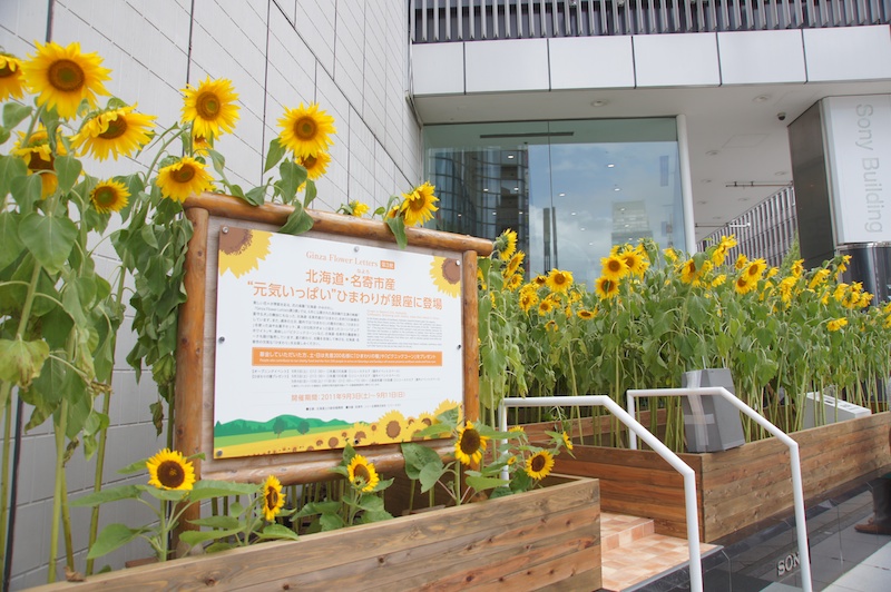 <b>北海道名寄市のひまわりが銀座ソニービルに出現。9月11日まで</b>