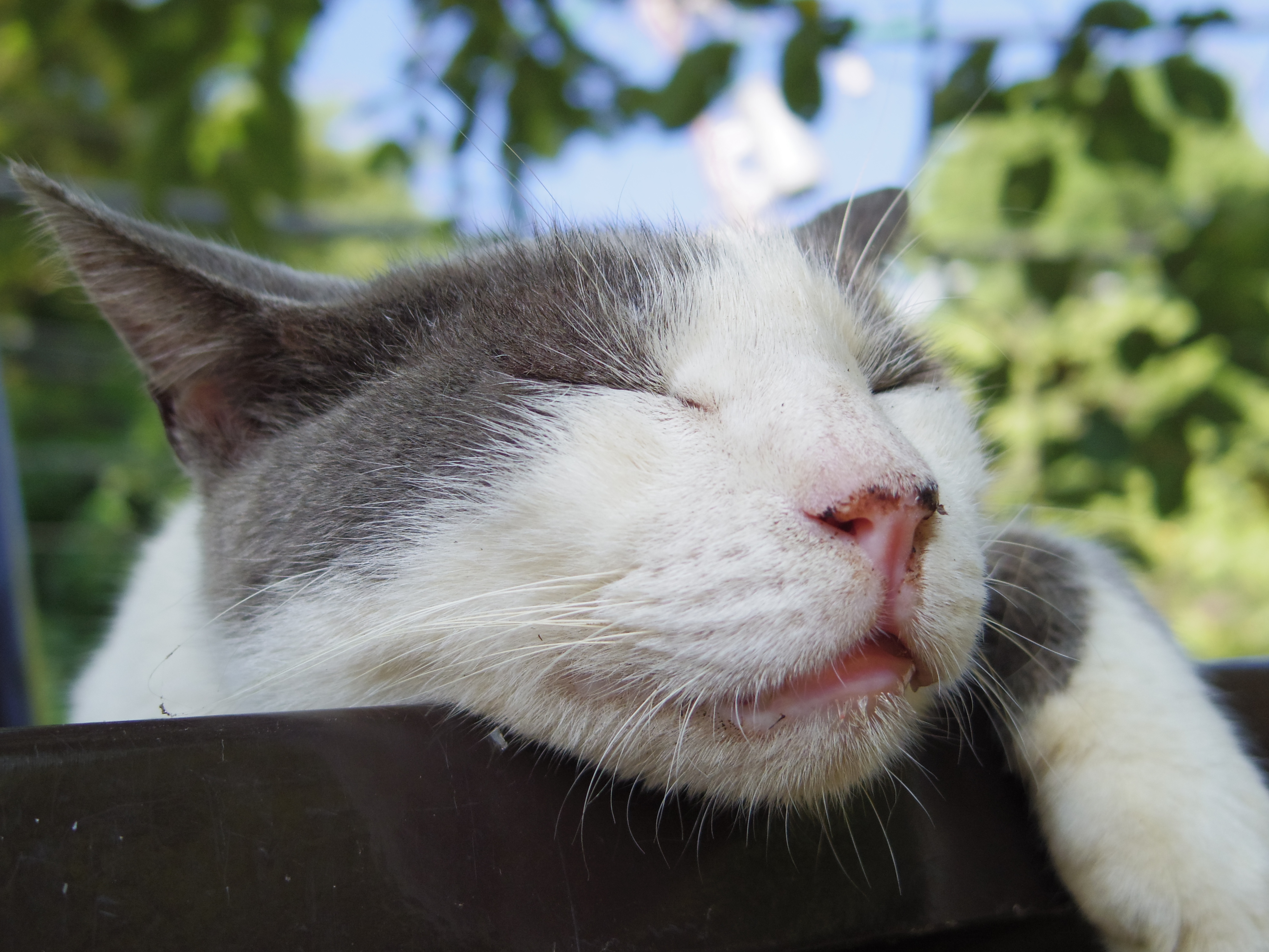 <b>PENTAX Q / PENTAX-01 STANDARD PRIME / 約2.8MB / 4,000×3,000 / 1/1,600秒 / F1.9 / +1.0EV / ISO250 / WB:太陽光 / 8.5mm / カスタムイメージ:鮮やか</b>