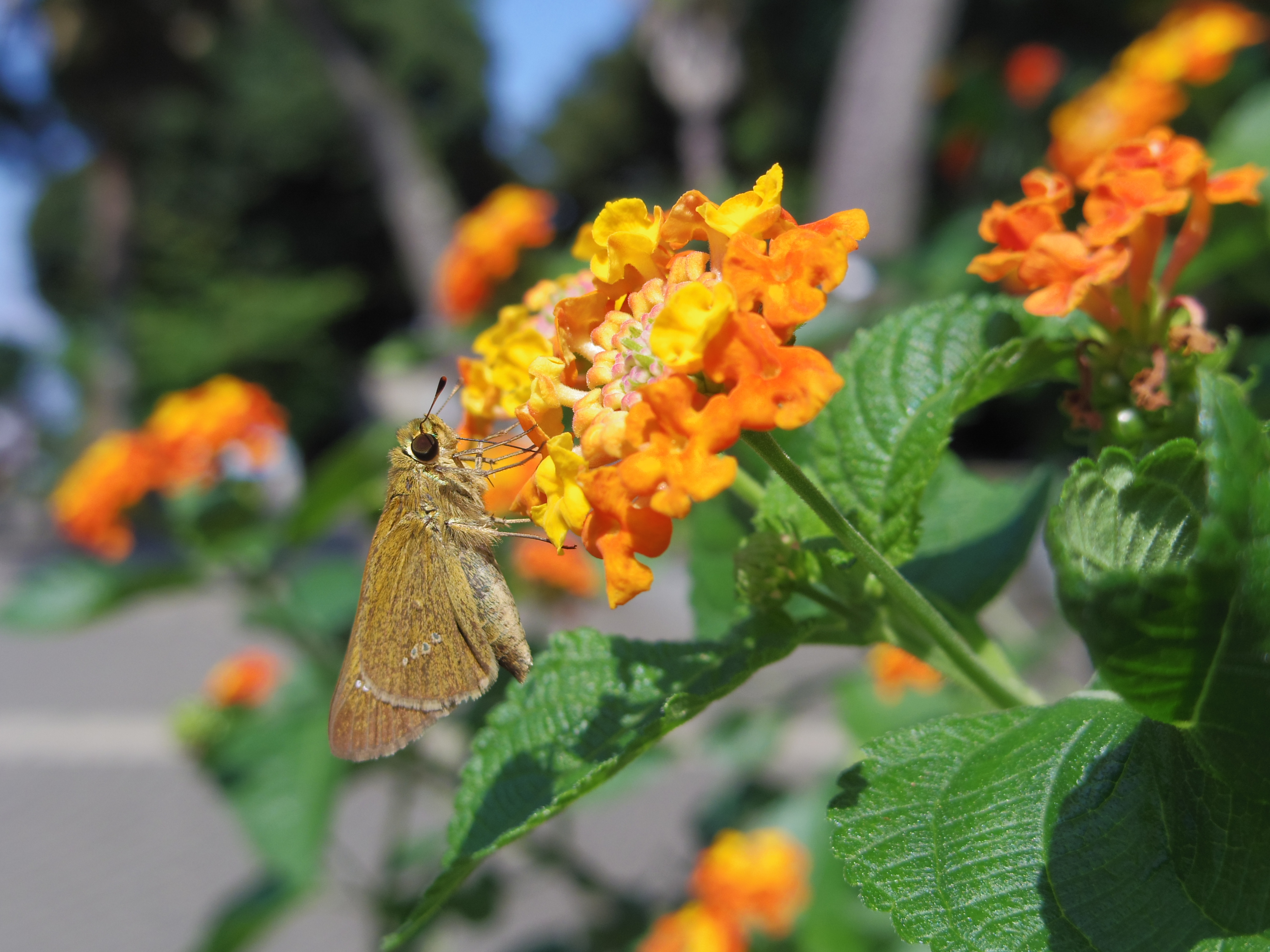 <b>PENTAX Q / PENTAX-01 STANDARD PRIME / 約2.6MB / 4,000×3,000 / 1/1,600秒 / F3.2 / +0.3EV / ISO125 / WB:太陽光 / 8.5mm / カスタムイメージ:鮮やか</b>