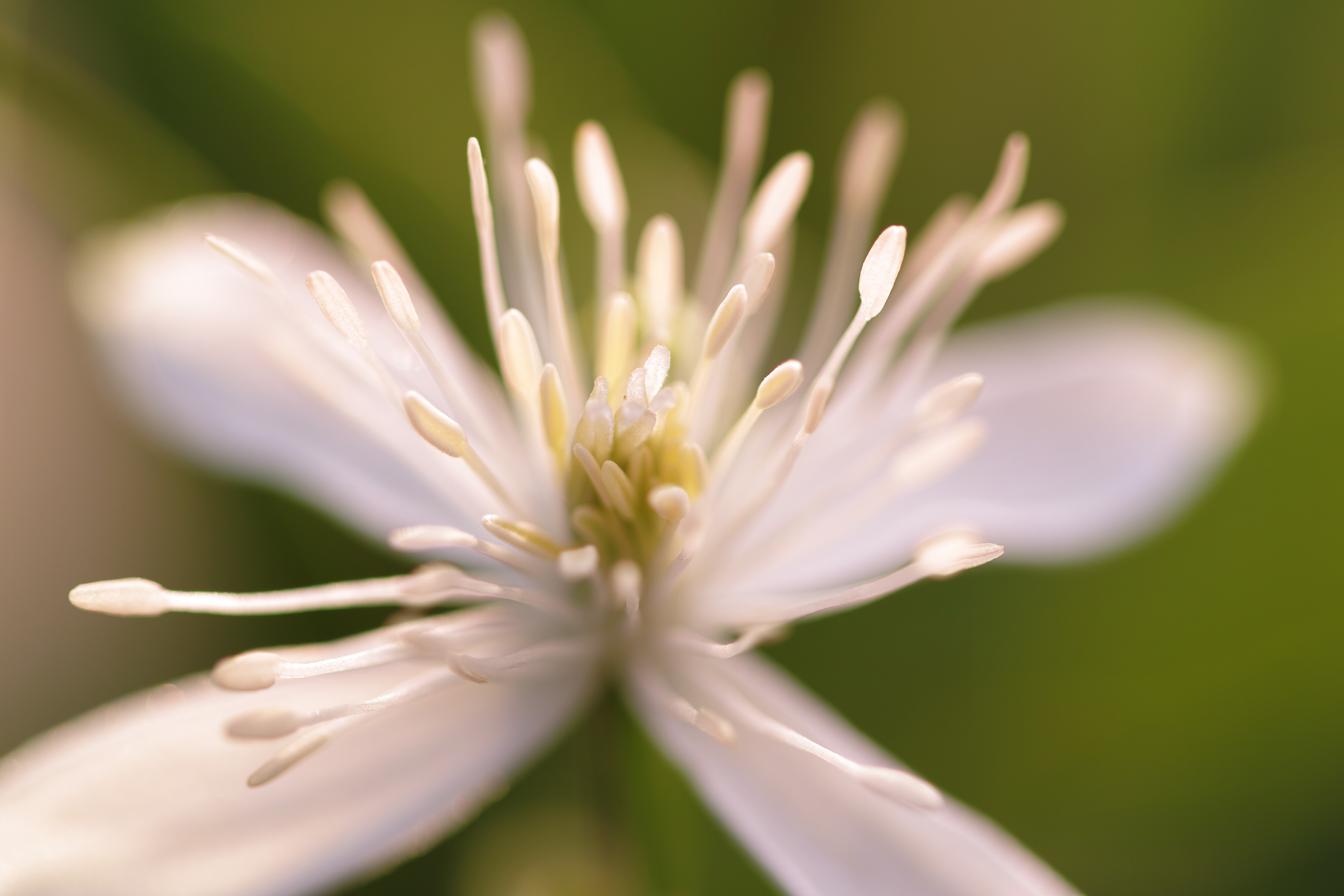 <b>SD1 / MACRO 105mm F2.8 EX DG OS HSM / 約5.1MB / 4,704×3,136 / 1/100秒 / F2.8 / +0.7EV / ISO100 / 絞り優先AE / WBくもり / 105mm</b>