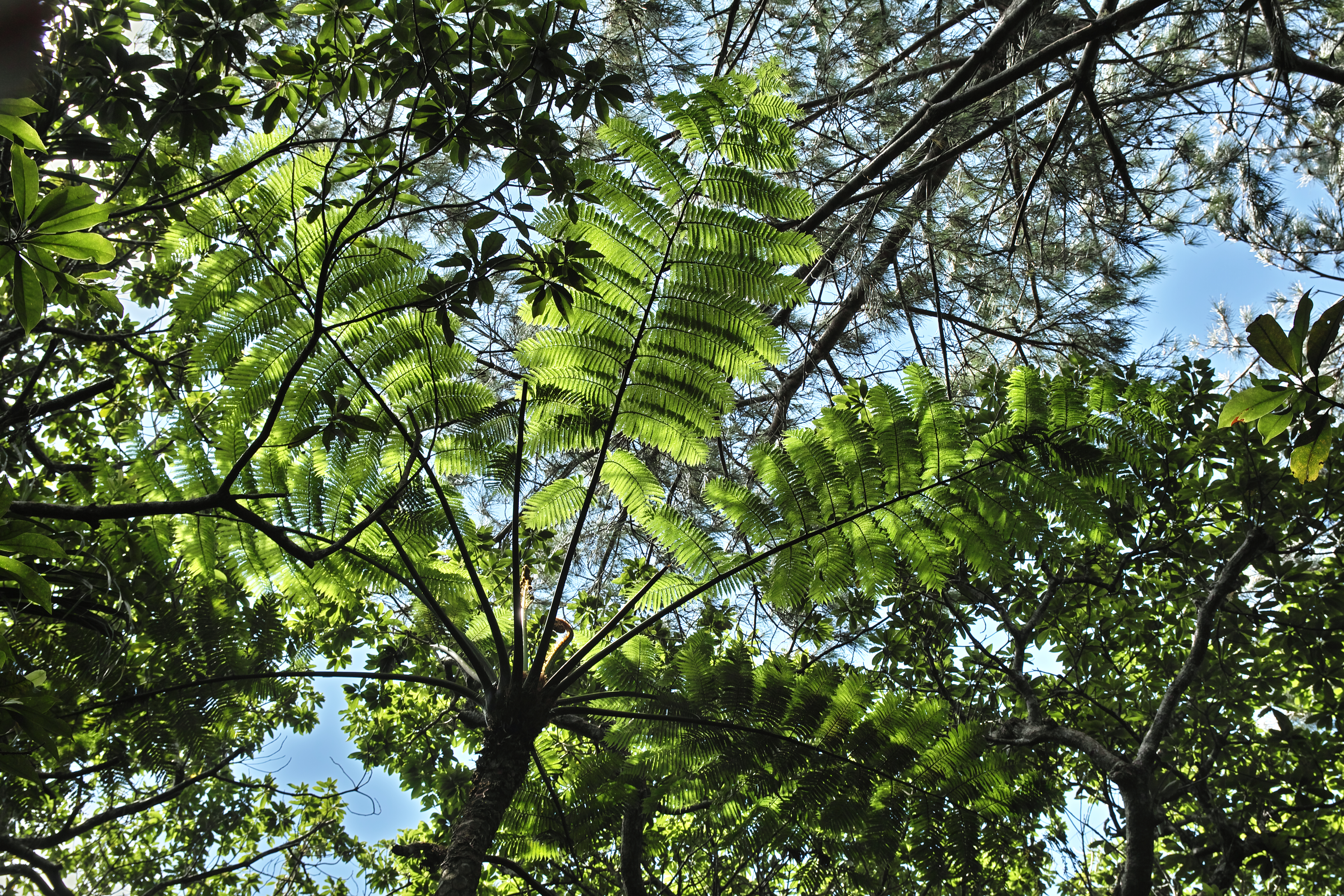 <b>SD1 / 17-50mm F2.8 EX DC OS HSM / 約18.9MB / 4,704×3,136 / 1/50秒 / F8 / -1EV / ISO100 / 絞り優先AE / WB:晴れ / 38mm</b>