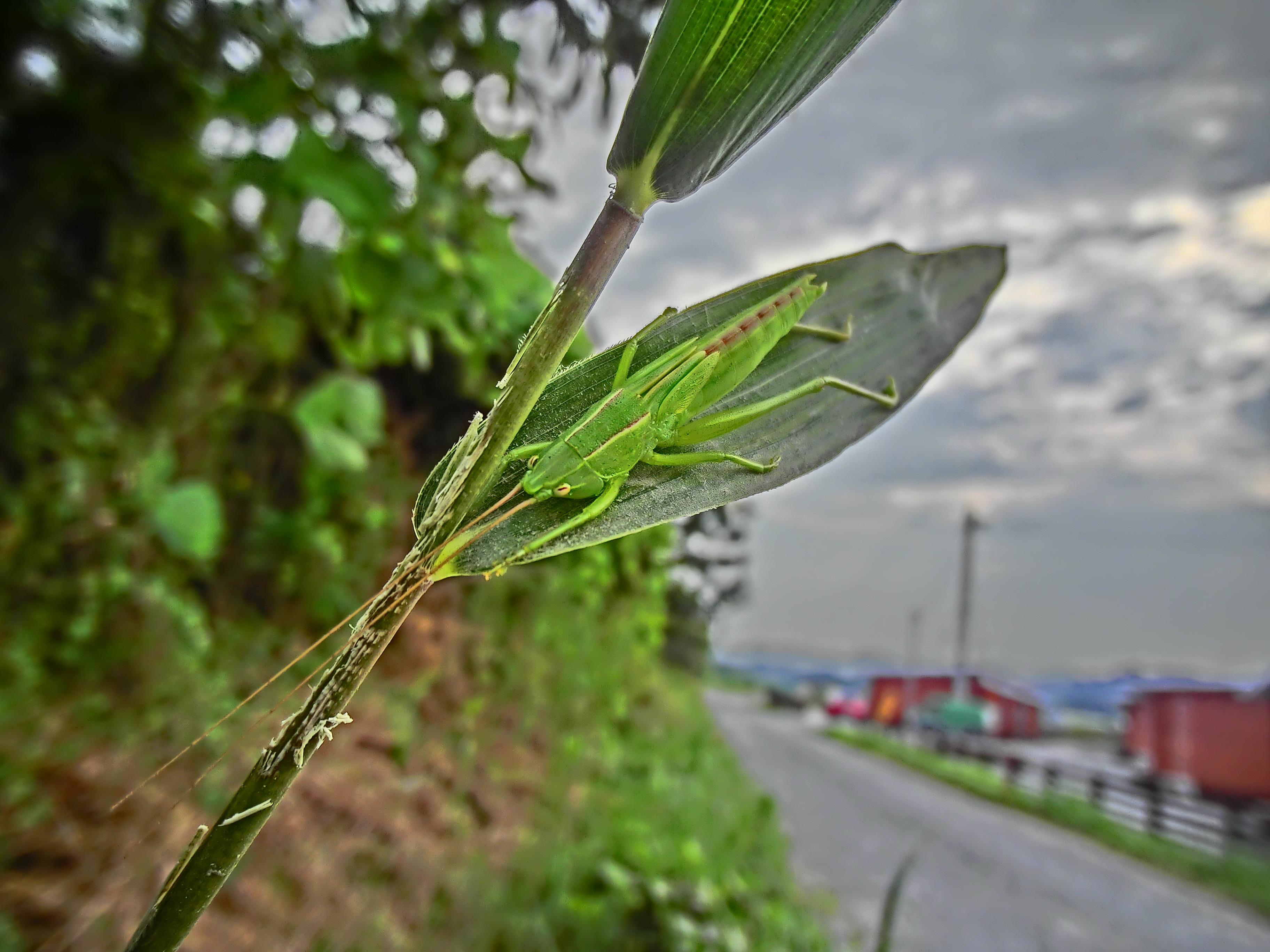 <b>ササの葉に隠れていたクビキリギス。まだ幼虫なので羽が短い。背景の雲の描写が美しく、HDRアートならではの効果が出ている。EX-TR100 / 約1.9MB / 3,648×2,736 / 1/1,000秒 / F2.8 / 0EV / ISO100 / HDRアート / WB：オート / 3.8mm</b>
