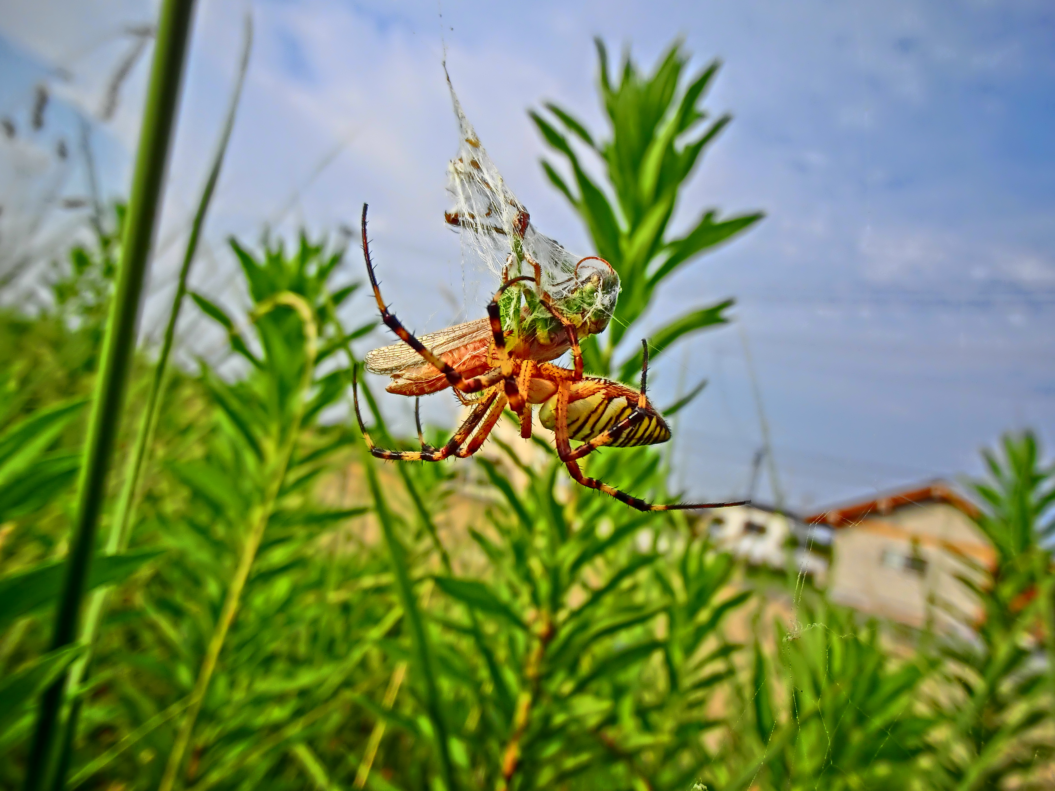 <b>バッタを捕らえたコガネグモ。ドラマチックなHDRアートの描写により、吸血鬼のイメージがより強調された感じだ（笑）。EX-TR100 / 約2.2MB / 3,648×2,736 / 1/1,000秒 / F2.8 / 0EV / ISO100 / HDRアート / WB：オート / 3.8mm</b>