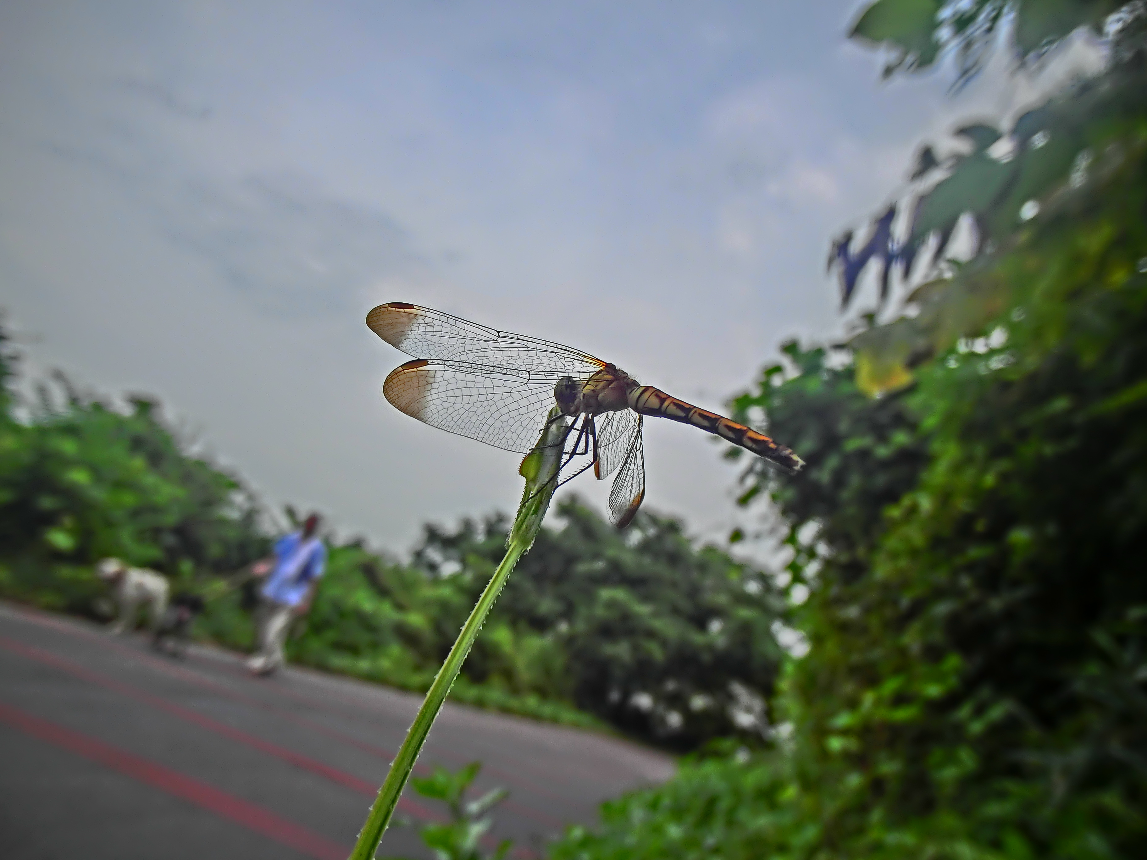 <b>コノシメトンボをあおり気味のアングルで撮影。普通のデジカメなら苦しい体勢になるが、スイバル式のEX-TR100なら楽に撮影できる。EX-TR100 / 約1.6MB / 3,648×2,736 / 1/1,250秒 / F2.8 / 0EV / ISO100 / HDRアート / WB：オート / 3.8mm</b>