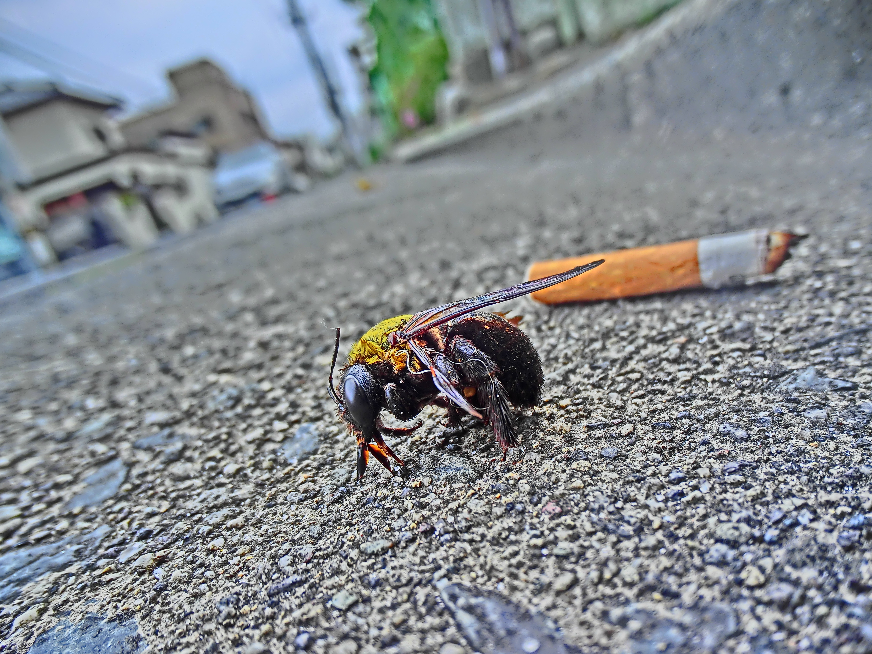 <b>死んだクマバチが地面に落ちていた。年2回発生し、冬越しした個体は今ごろが寿命なのかも知れない。地面を傾けてドラマチックなイメージを強調してみた。EX-TR100 / 約3.1MB / 3,648×2,736 / 1/40秒 / F2.8 / 0EV / ISO100 / HDRアート / WB：オート / 3.8mm</b>