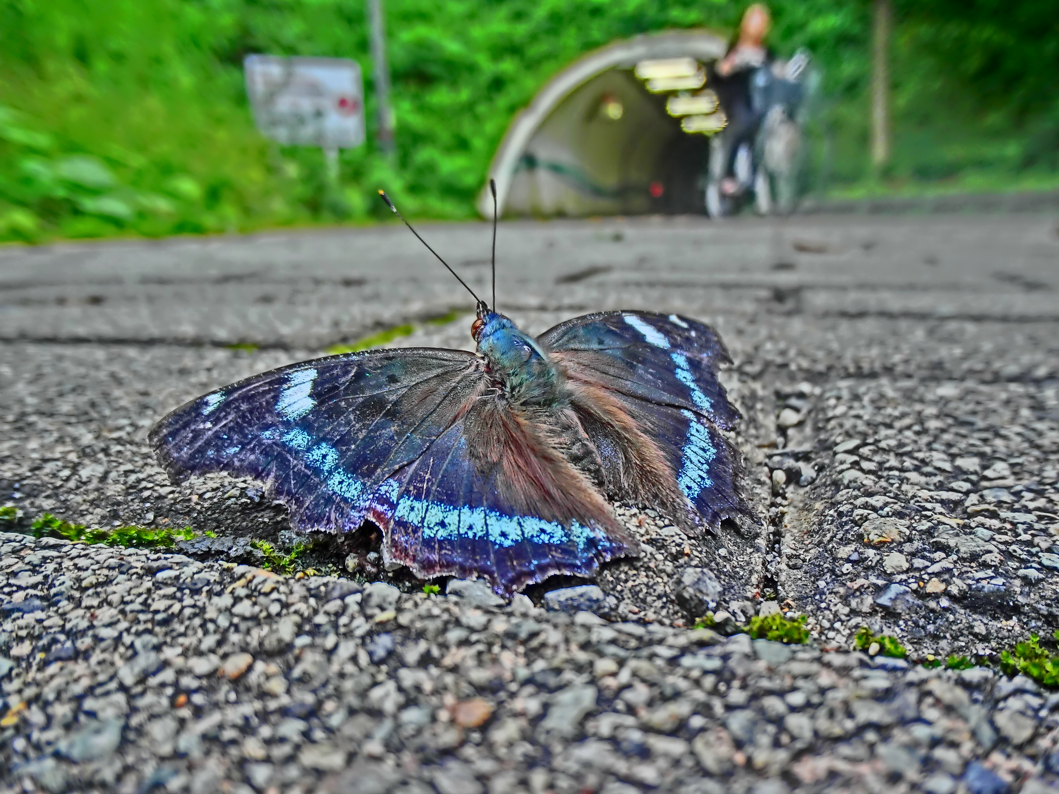 <b>トンネル入り口の地面に止まっていたルリタテハというチョウの一種。何度も飛び立っては、同じ位置にまた降り立つという行動を繰り返していた。EX-TR100 / 約2.9MB / 3,648×2,736 / 1/80秒 / F2.8 / 0EV / ISO200 / HDRアート / WB：オート / 3.8mm</b>