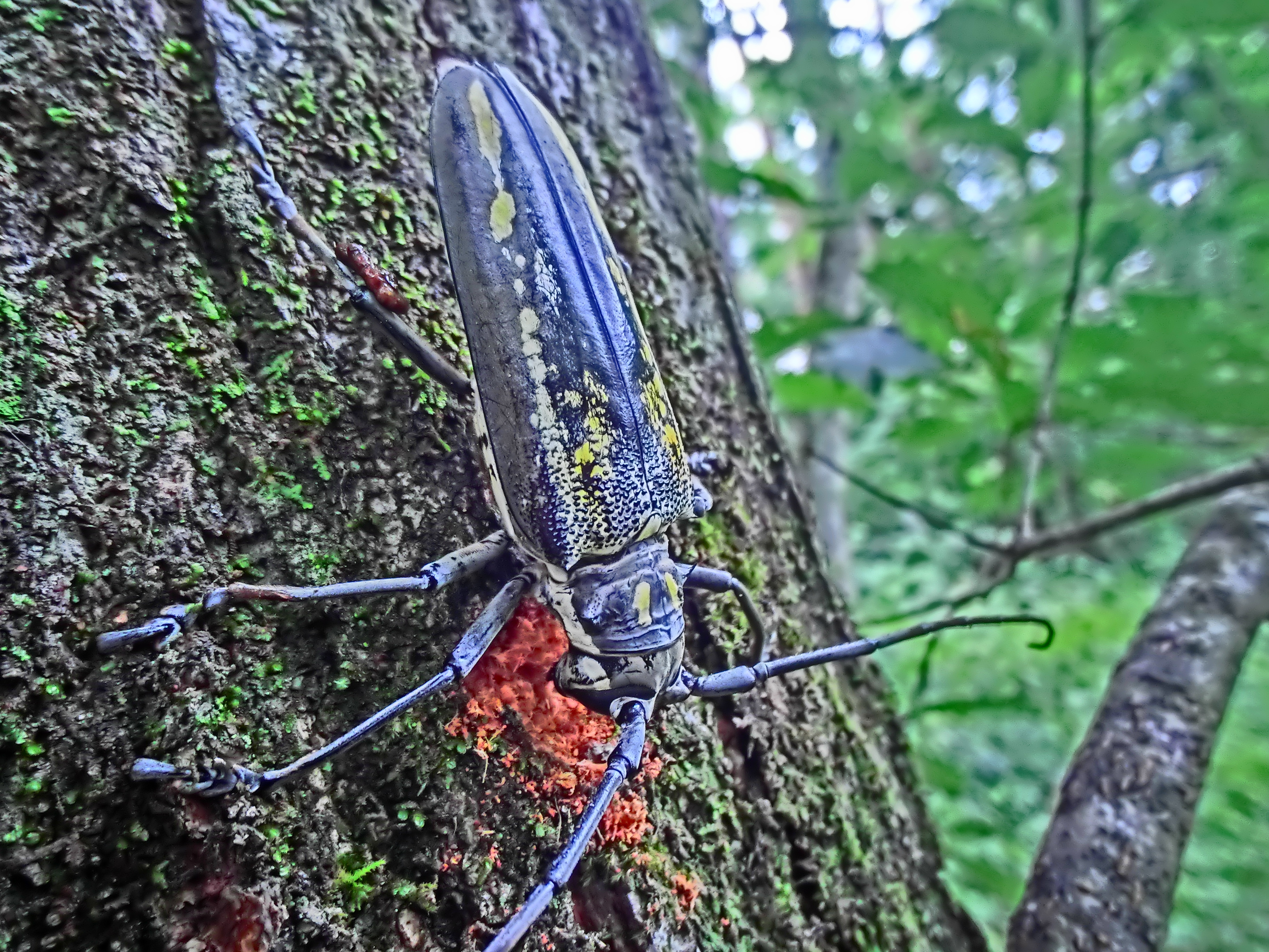 <b>森の中で見つけたシロスジカミキリ。鋭い顎を使い、産卵のための穴を幹に開けている。日本最大級のカミキリムシで、まさに怪獣のような存在感だ。EX-TR100 / 約3.3MB / 3,648×2,736 / 1/40秒 / F2.8 / 0EV / ISO800 / HDRアート / WB：オート / 3.8mm</b>