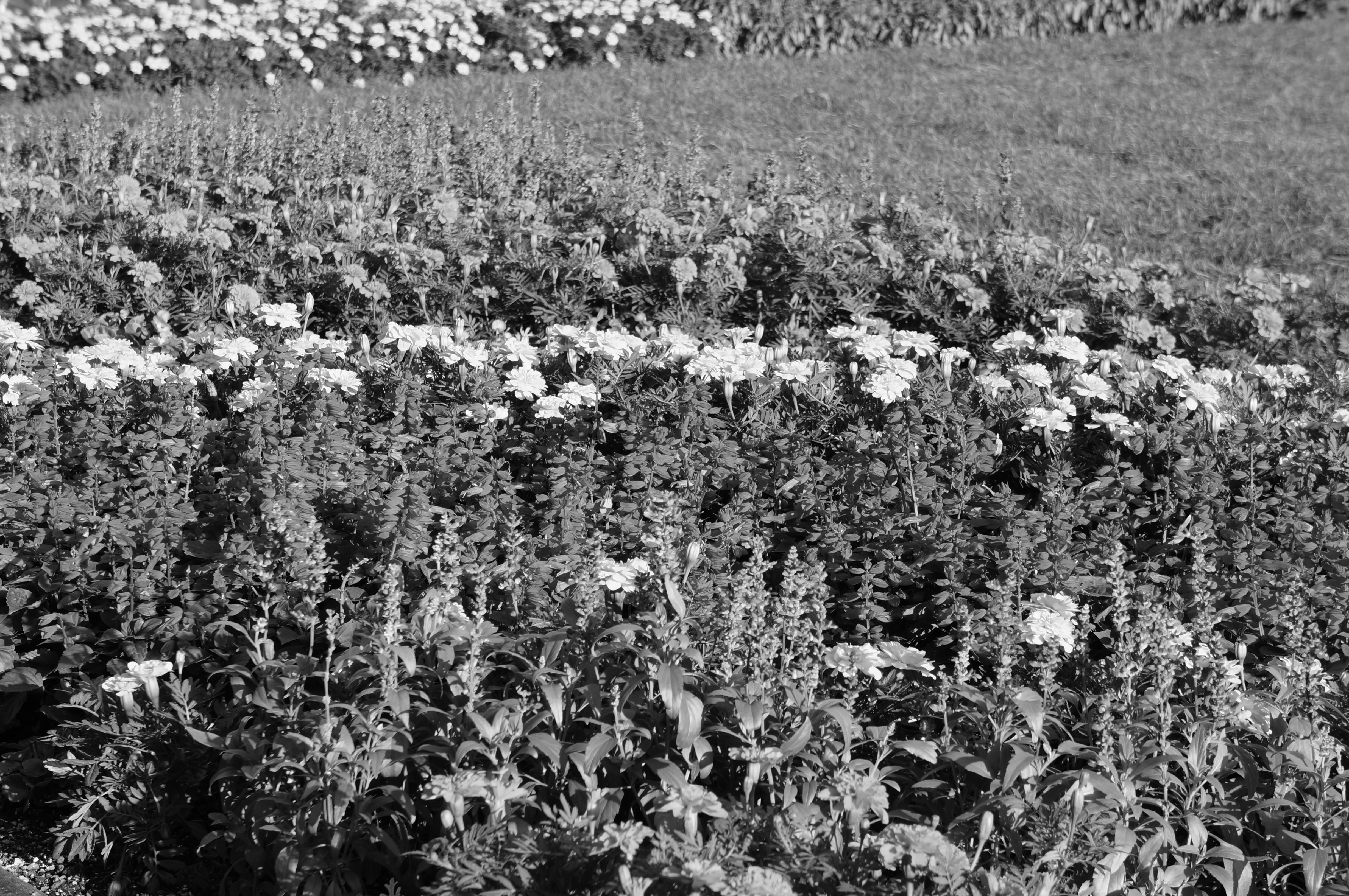 <b>クリエイティブスタイル:白黒 / NEX-5N / E 18-55mm F3.5-5.6 OSS / 4,912×3,264 / 絞り優先AE / 1/125秒 / F8 / 1.0EV / ISO100 / WB:太陽光 / 55mm</b>