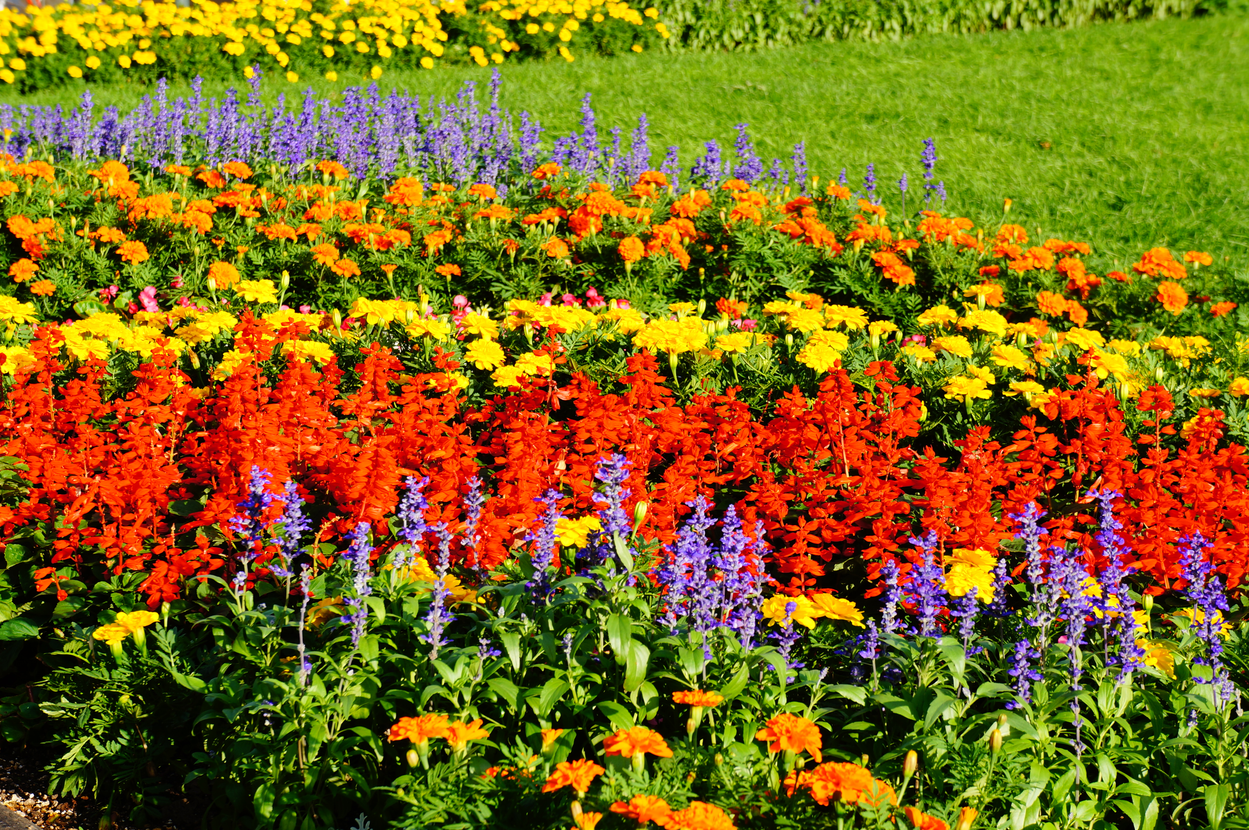 <b>ピクチャーエフェクト:ポップカラー / NEX-5N / E 18-55mm F3.5-5.6 OSS / 4,912×3,264 / 絞り優先AE / 1/125秒 / F8 / 1.0EV / ISO100 / WB:太陽光 / 55mm</b>