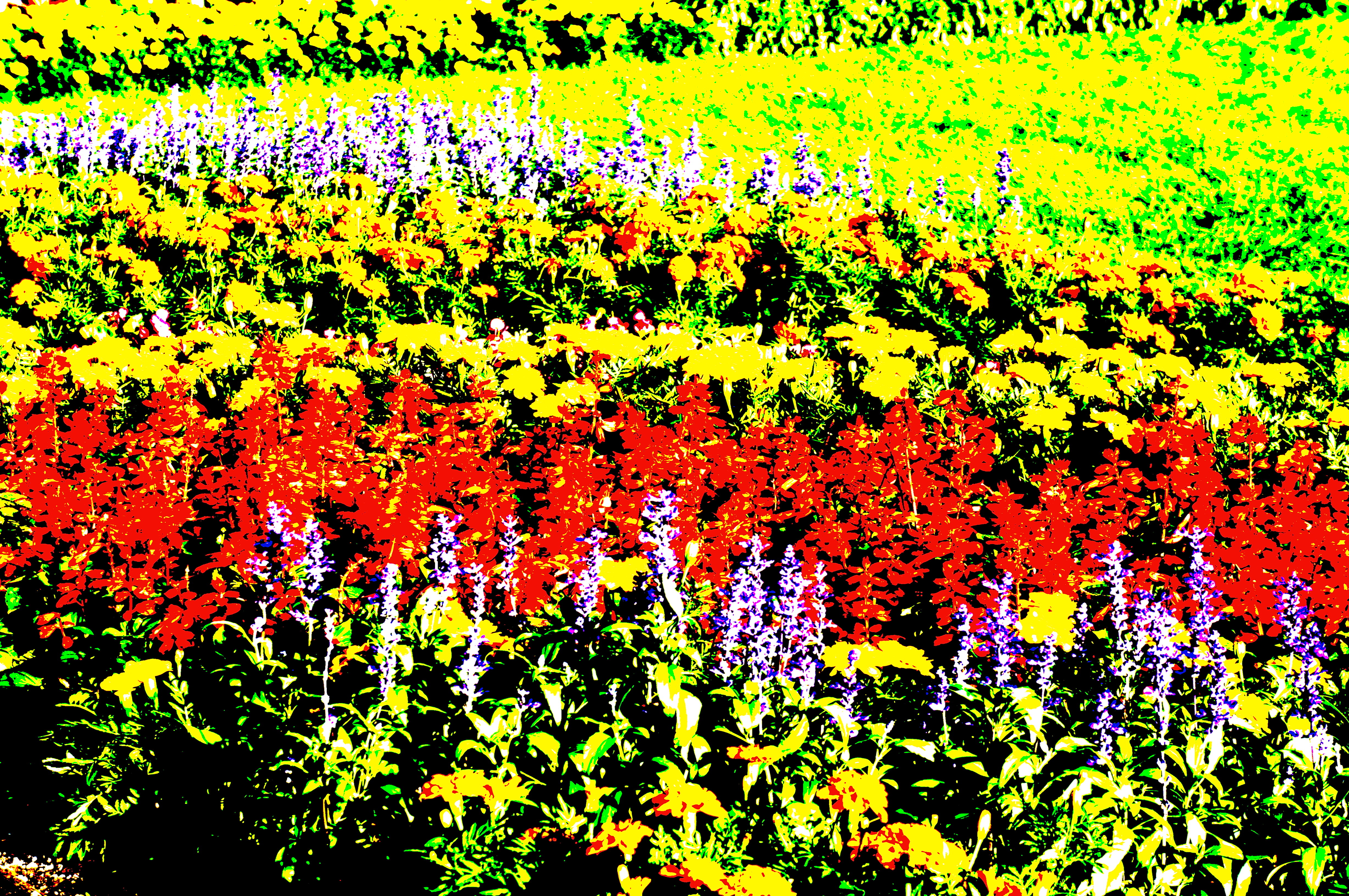 <b>ピクチャーエフェクト:ポスタリゼーション:カラー / NEX-5N / E 18-55mm F3.5-5.6 OSS / 4,912×3,264 / 絞り優先AE / 1/125秒 / F8 / 1.0EV / ISO100 / WB:太陽光 / 55mm</b>