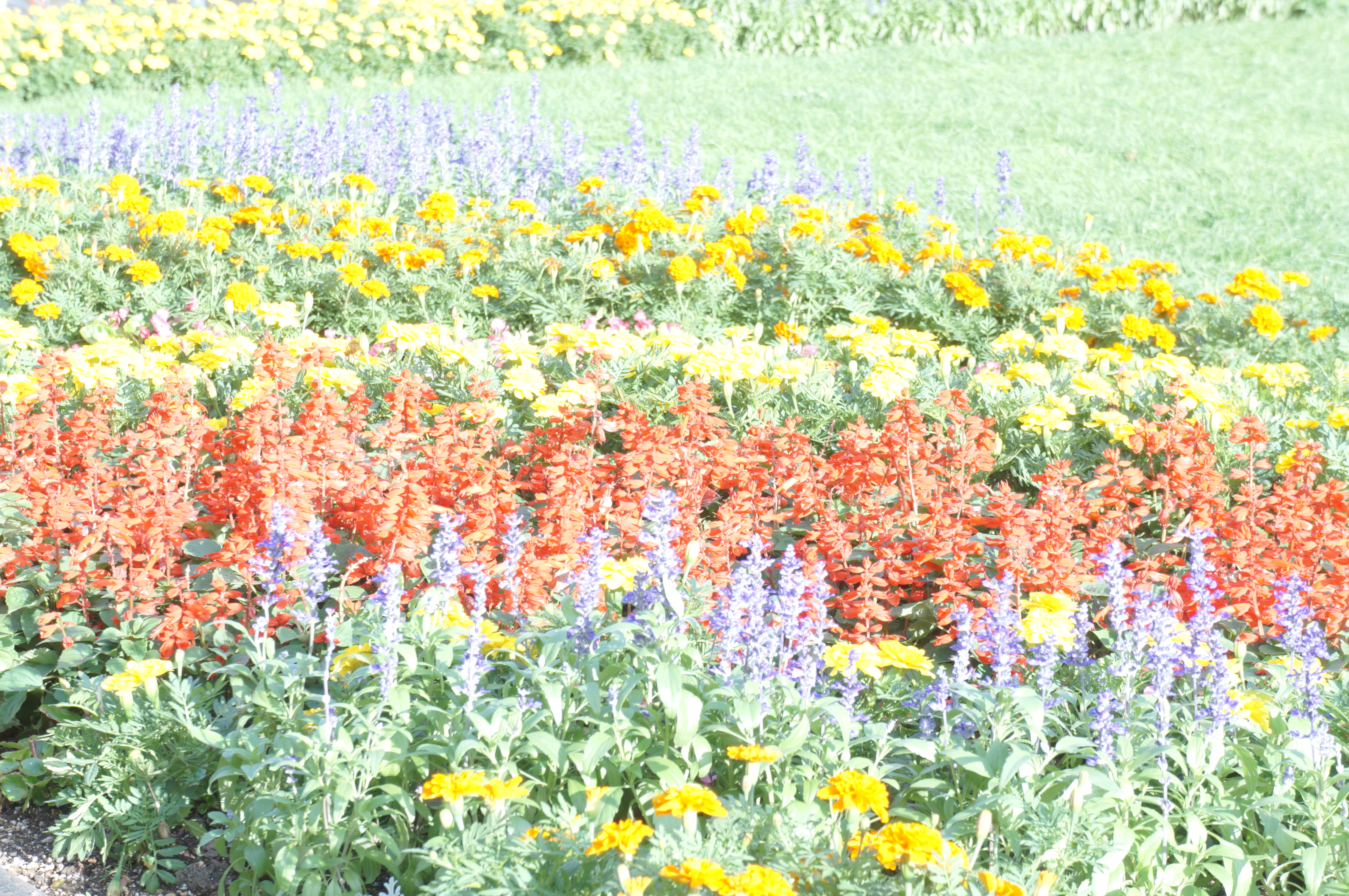 <b>ピクチャーエフェクト:ソフトハイキー / NEX-5N / E 18-55mm F3.5-5.6 OSS / 4,912×3,264 / 絞り優先AE / 1/20秒 / F8 / 1.0EV / ISO100 / WB:太陽光 / 55mm</b>