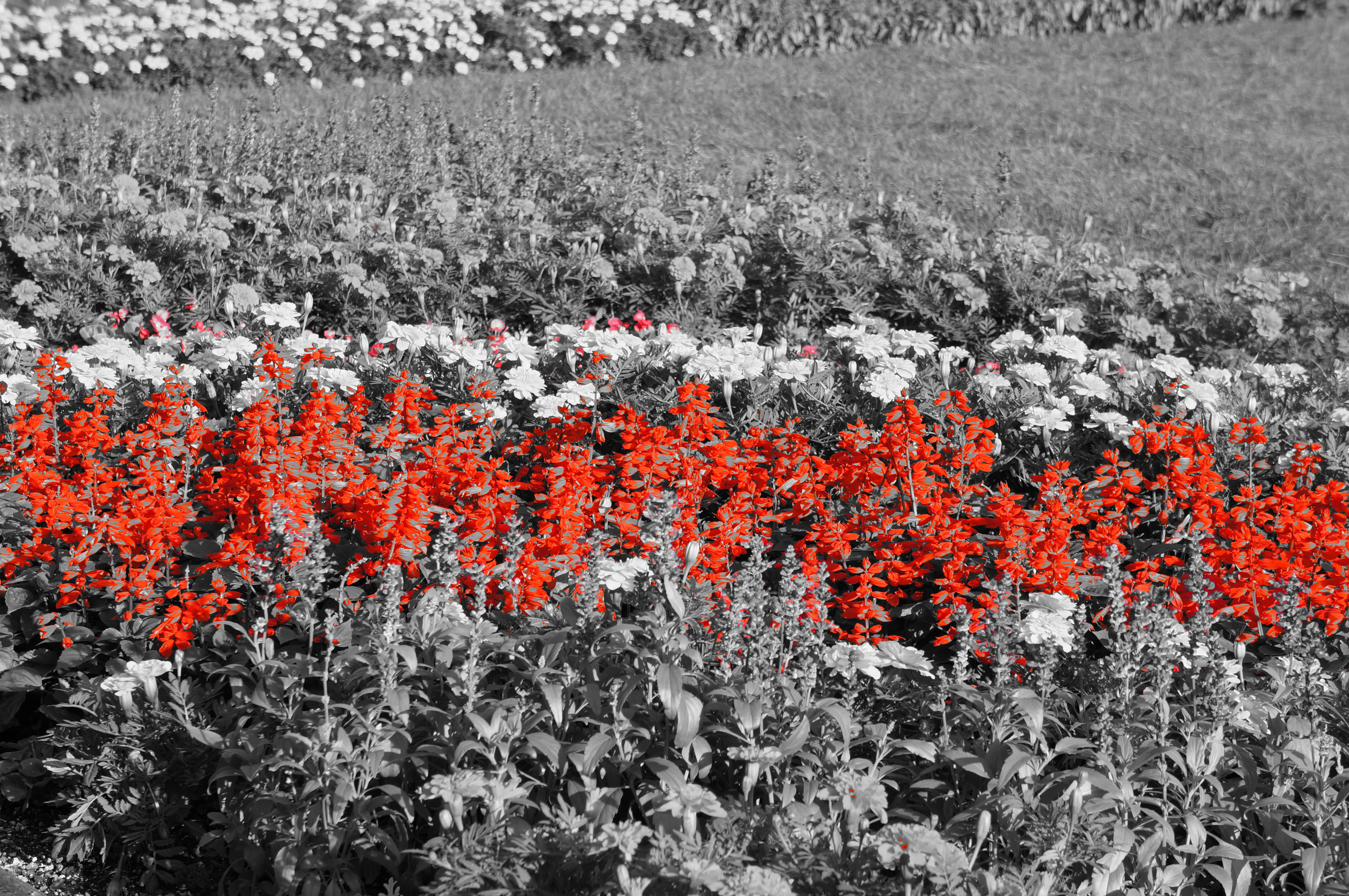 <b>ピクチャーエフェクト:パートカラー:レッド / NEX-5N / E 18-55mm F3.5-5.6 OSS / 4,912×3,264 / 絞り優先AE / 1/160秒 / F8 / 1.0EV / ISO100 / WB:太陽光 / 55mm</b>