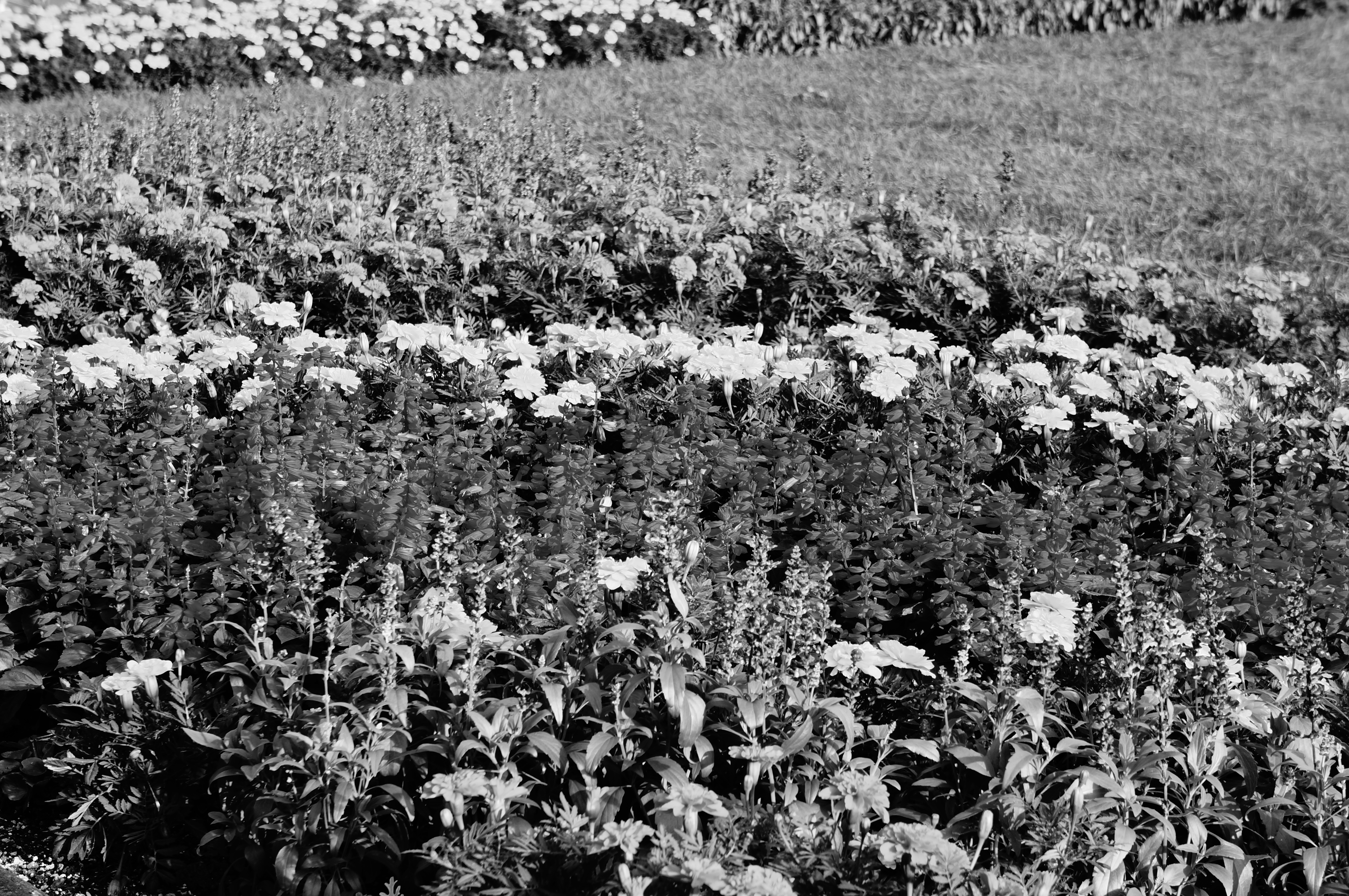 <b>ピクチャーエフェクト:ハイコントラストモノクロ / NEX-5N / E 18-55mm F3.5-5.6 OSS / 4,912×3,264 / 絞り優先AE / 1/80秒 / F8 / 1.0EV / ISO100 / WB:太陽光 / 55mm</b>