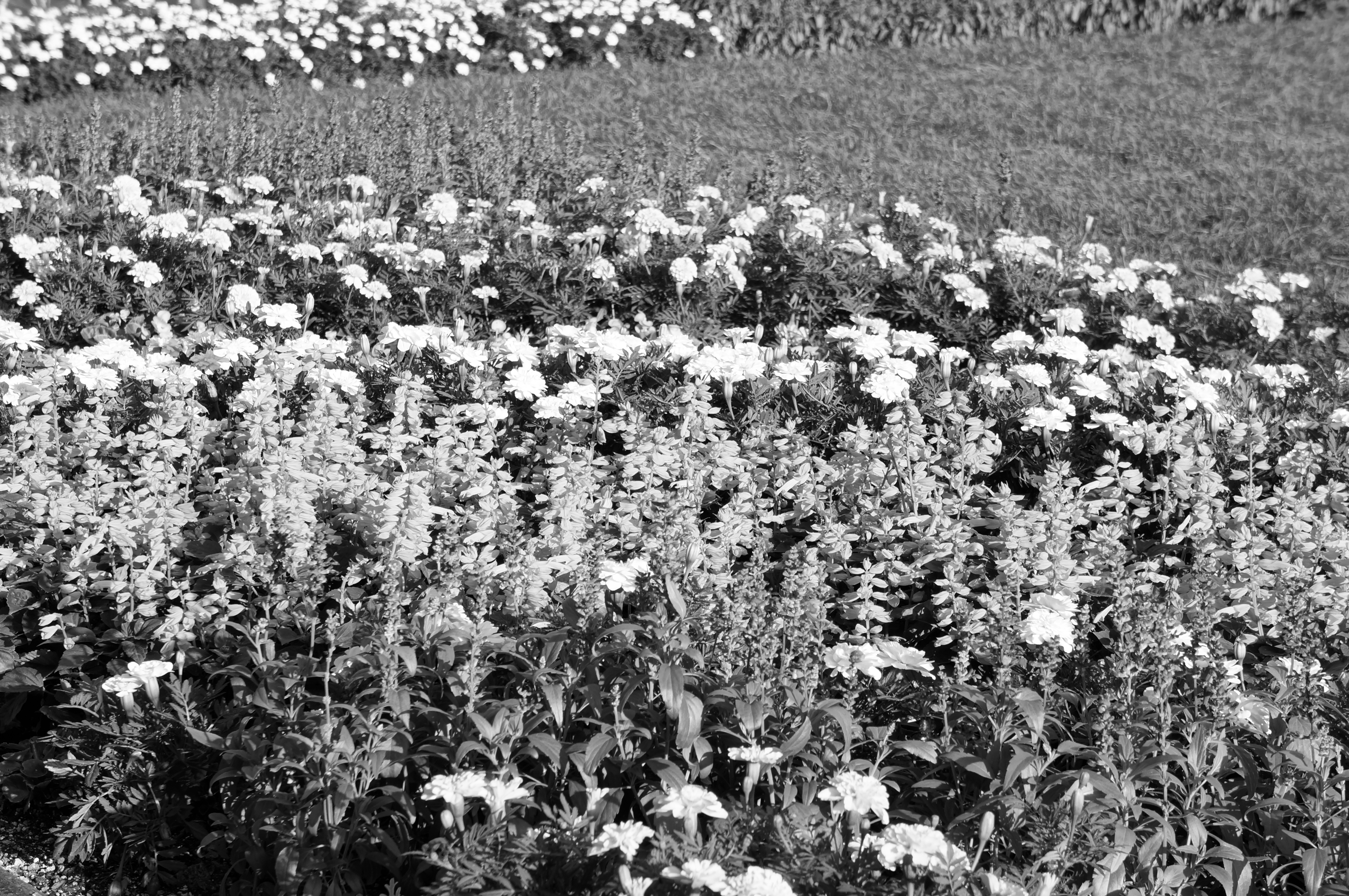 <b>ピクチャーエフェクト:リッチトーンモノクロ / NEX-5N / E 18-55mm F3.5-5.6 OSS / 4,912×3,264 / 絞り優先AE / 1/160秒 / F8 / 1.0EV / ISO100 / WB:太陽光 / 55mm</b>