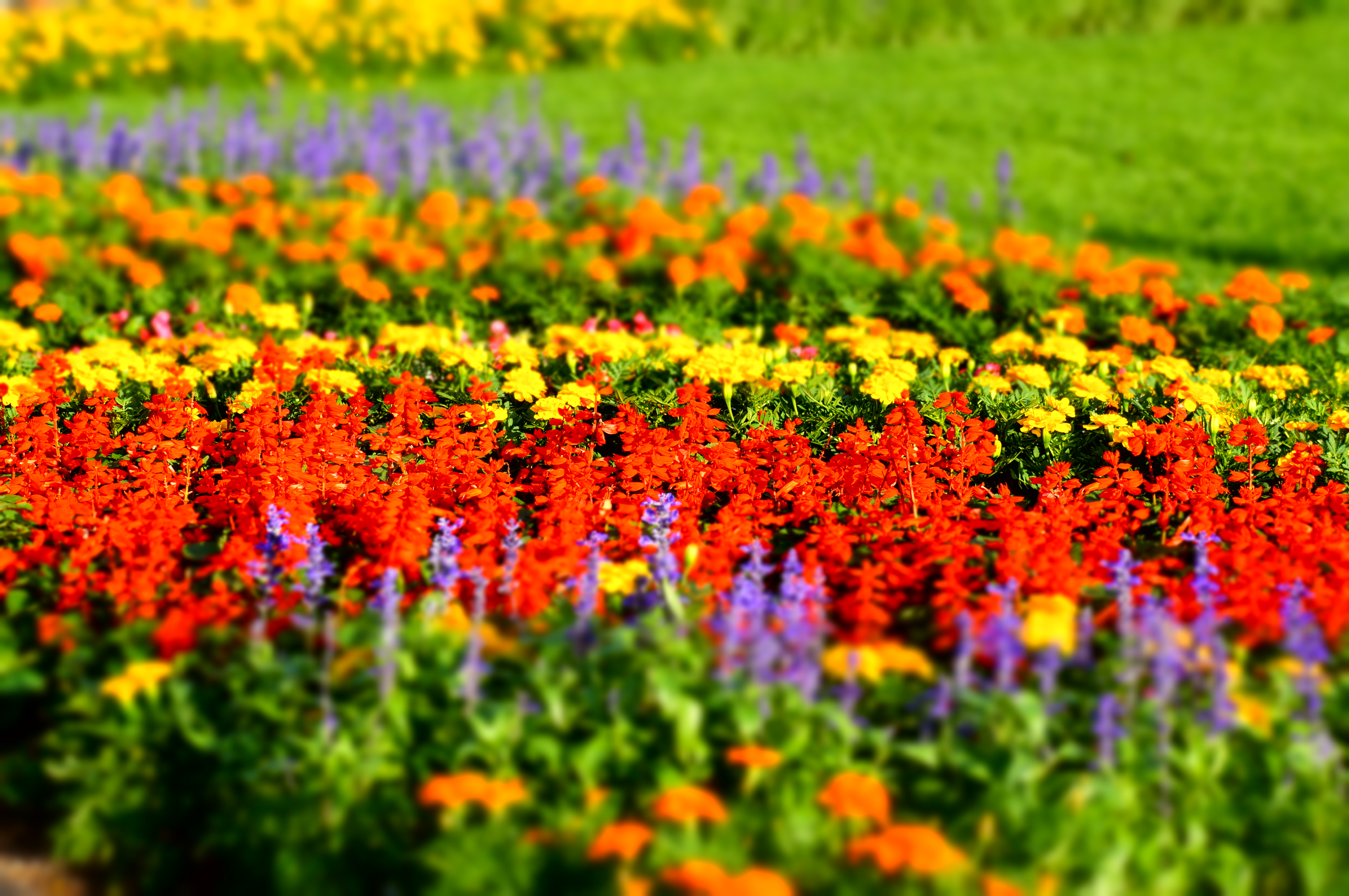 <b>ピクチャーエフェクト:ミニチュア:オート / NEX-5N / E 18-55mm F3.5-5.6 OSS / 4,912×3,264 / 絞り優先AE / 1/125秒 / F8 / 1.0EV / ISO100 / WB:太陽光 / 55mm</b>