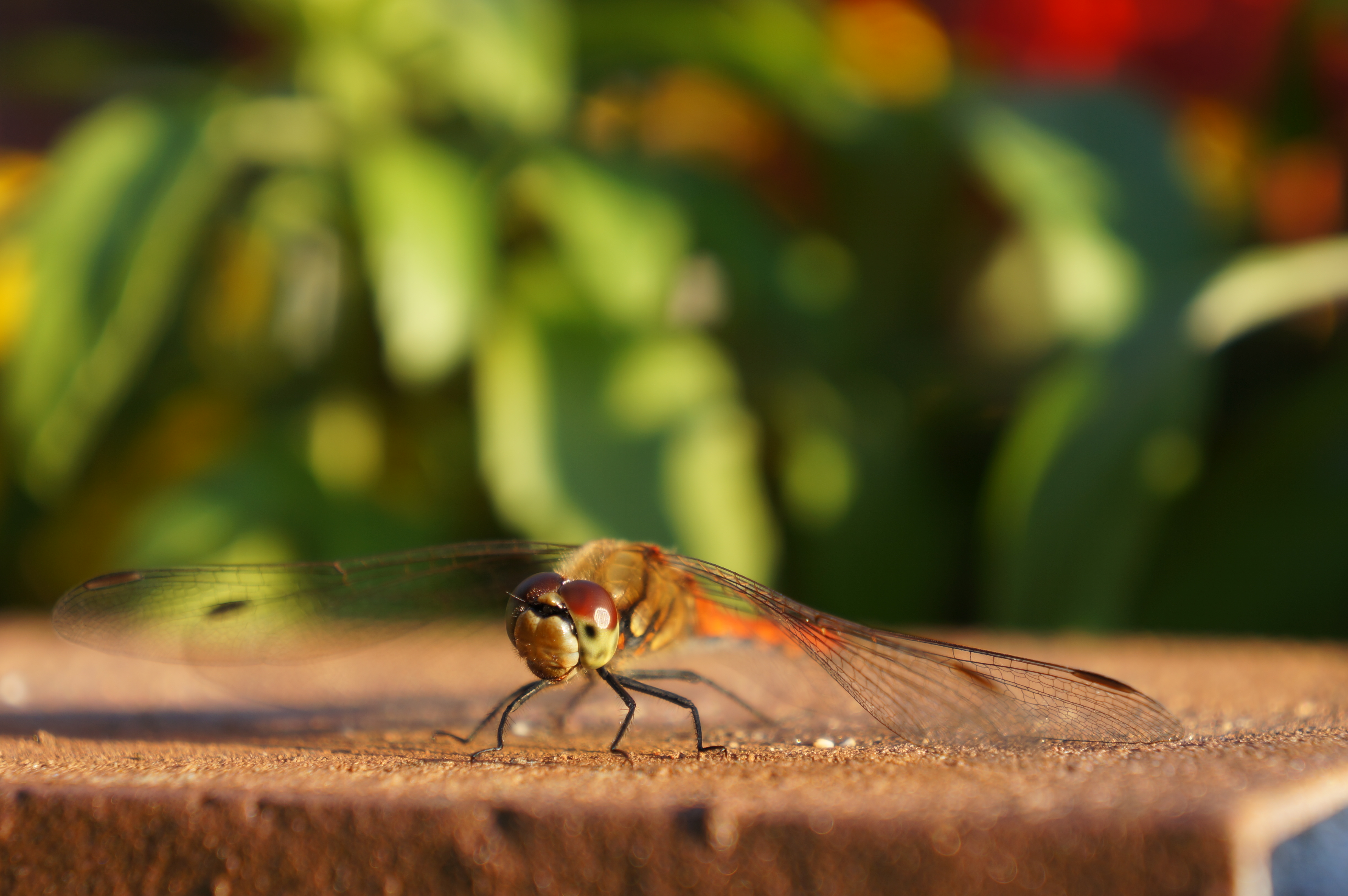 <b>めいっぱい寄れば最大撮影倍率は0.3倍。あると便利なのが標準ズームなのだ。NEX-5N / E 18-55mm F3.5-5.6 OSS / 4,912×3,264 / 絞り優先AE / 1/100秒 / F5.6 / 0EV / ISO100 / WB:太陽光 / 55mm</b>