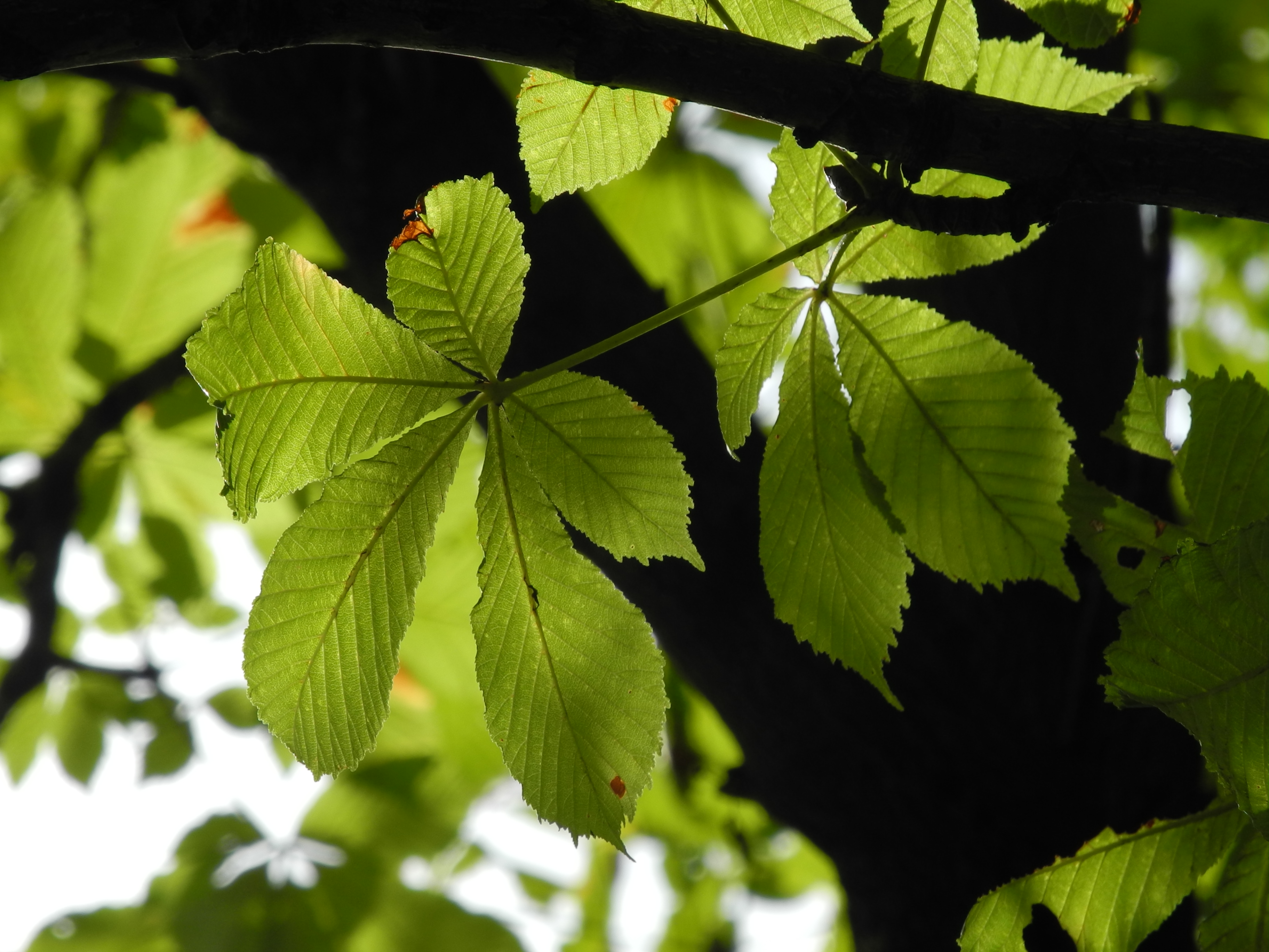 <b>COOLPIX P7100 / 約2.4MB / 3,648×2,736 / 1/400秒 / F5.6 / 0.0EV / ISO100 / WB:オート / 51.1mm</b>