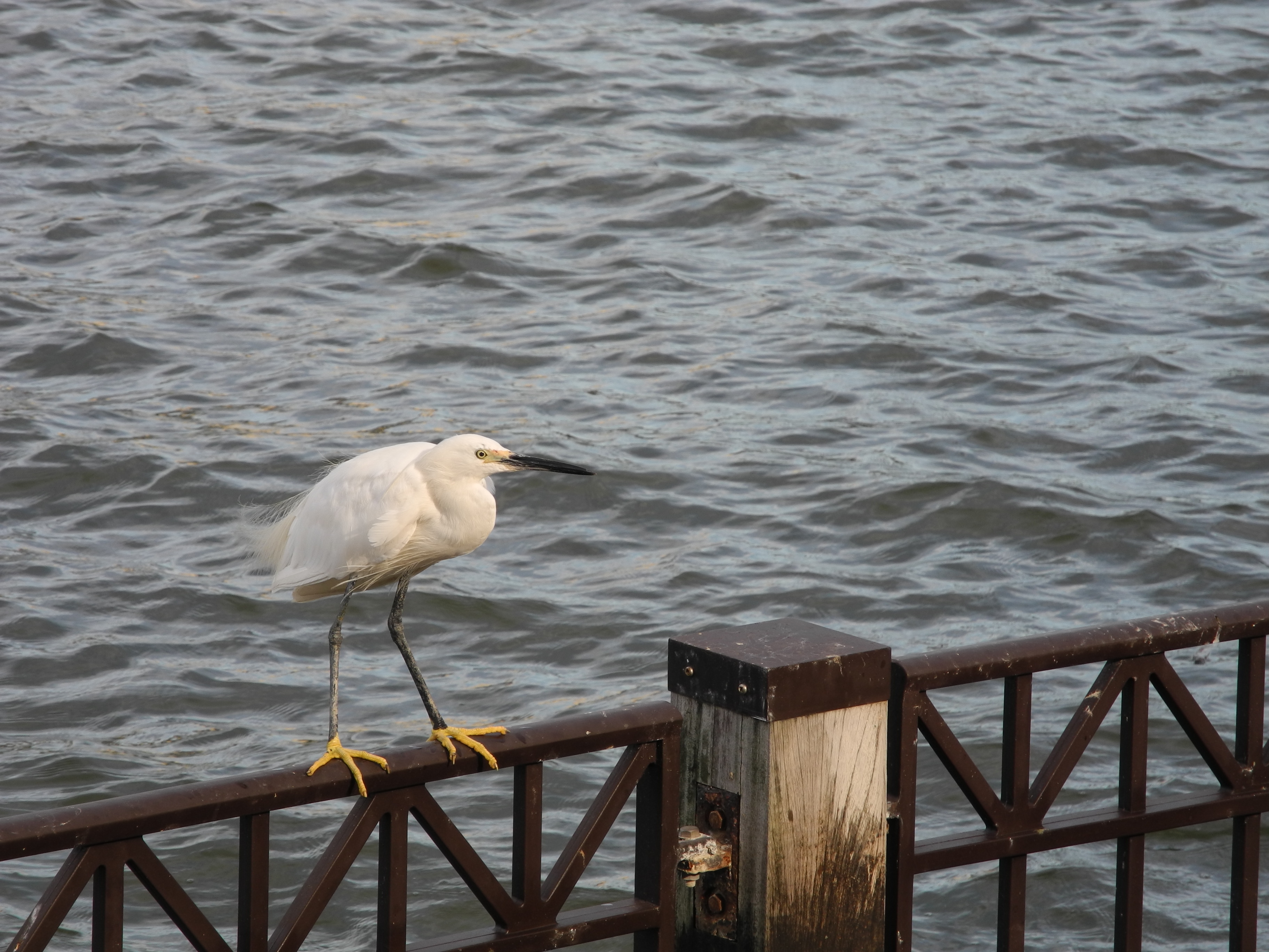 <b>COOLPIX P7100 / 約2.4MB / 3,648×2,736 / 1/200秒 / F5.6 / -0.7EV / ISO100 / WB:オート / 42.6mm</b>